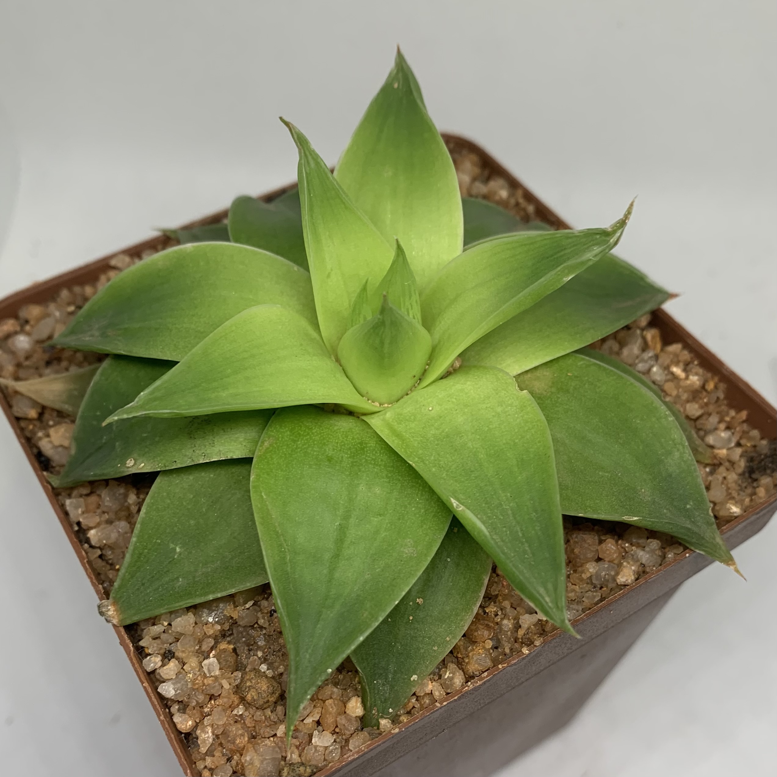 Haworthia Green Rose