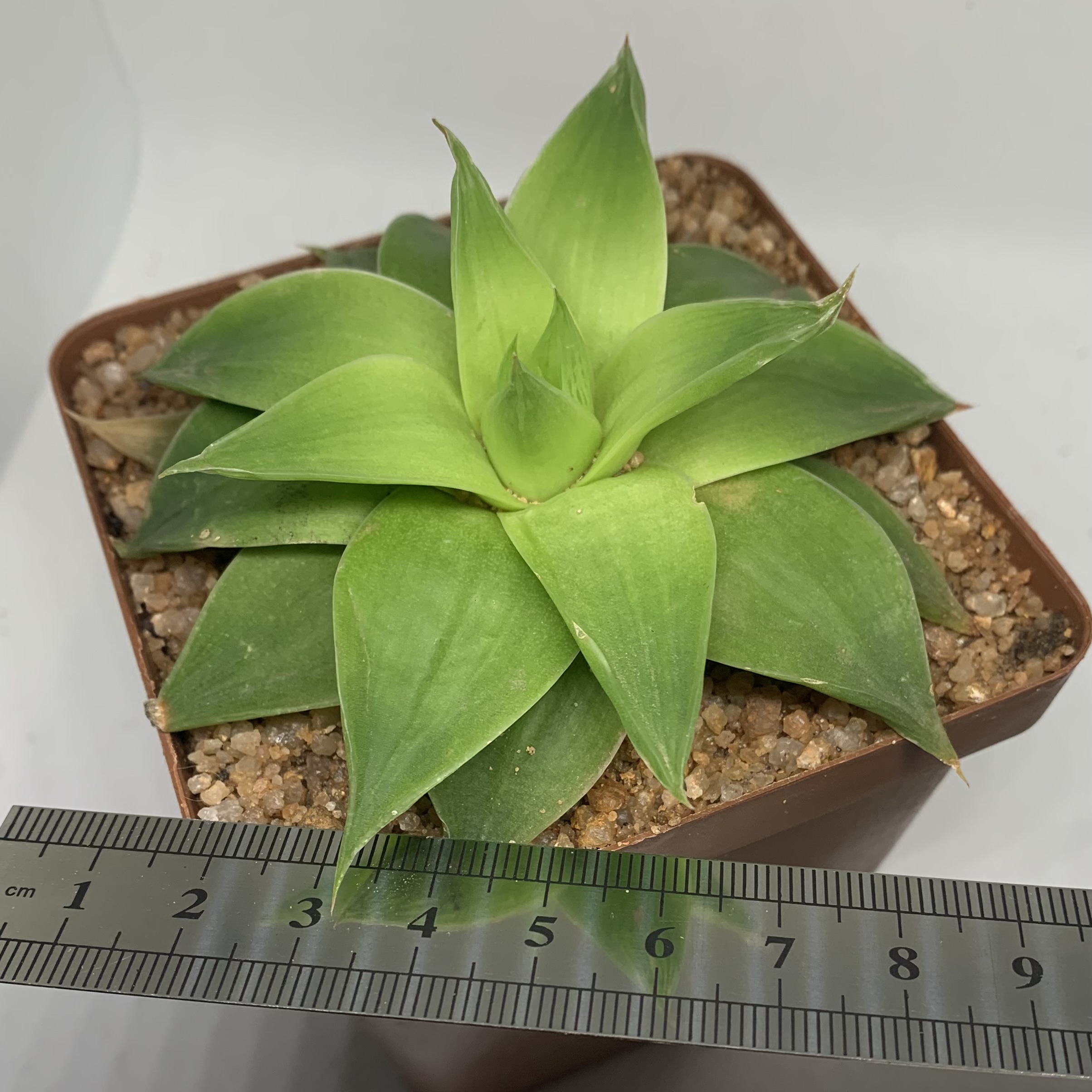 Haworthia Green Rose