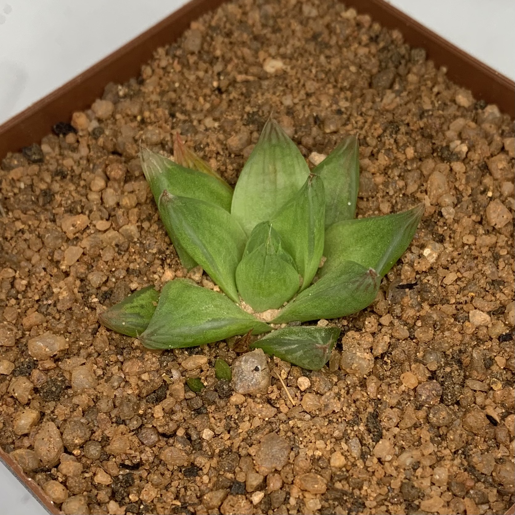 Haworthia cymbiformis 