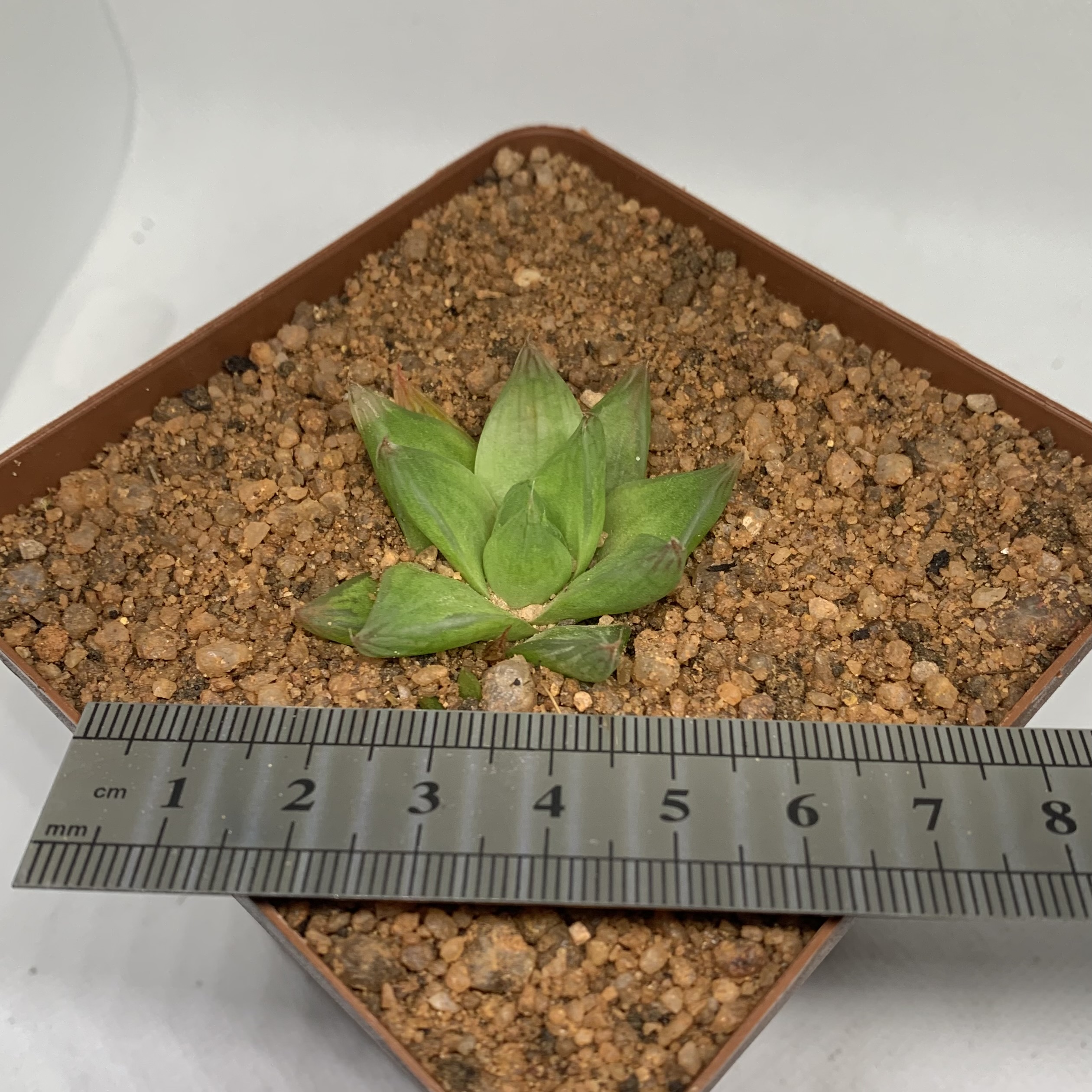 Haworthia cymbiformis 