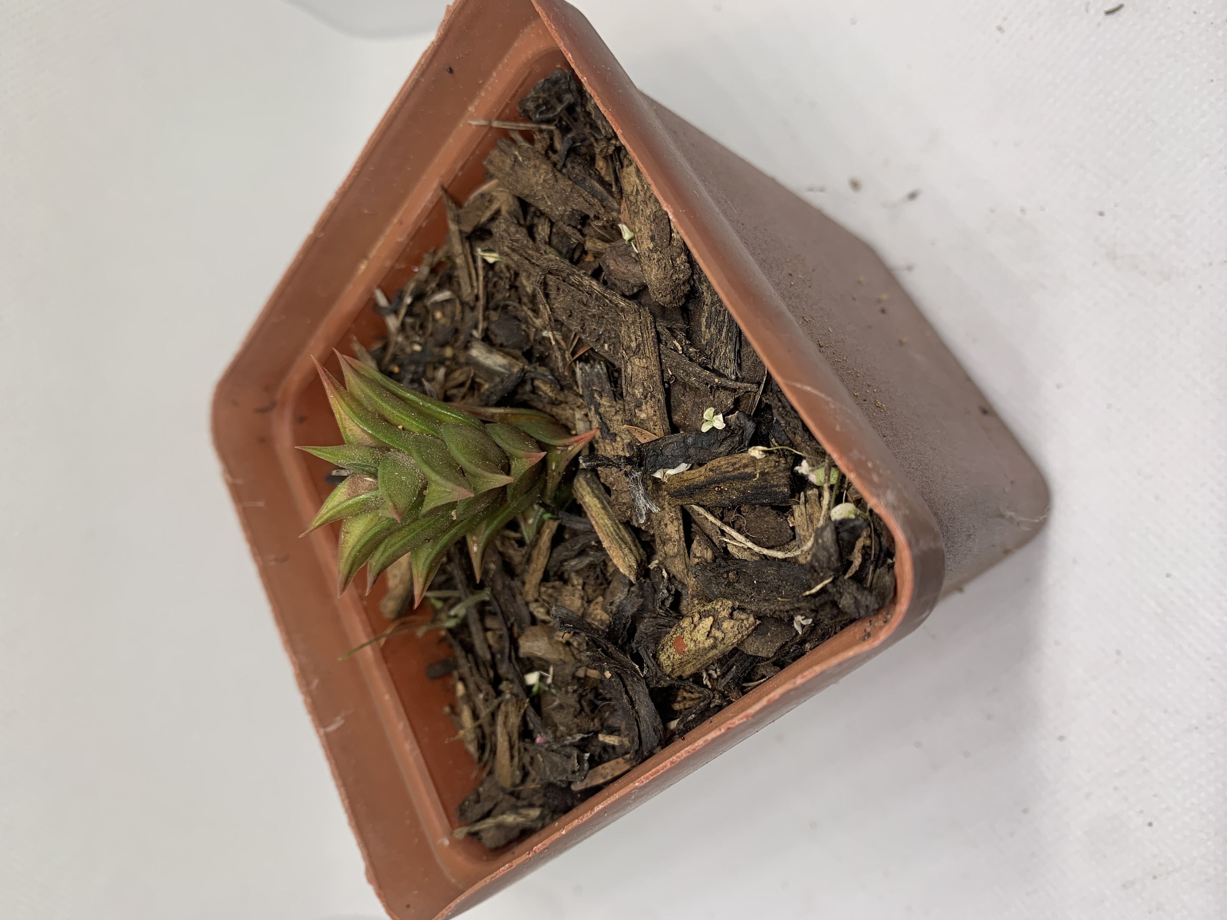 Haworthia viscosa calitzdorp