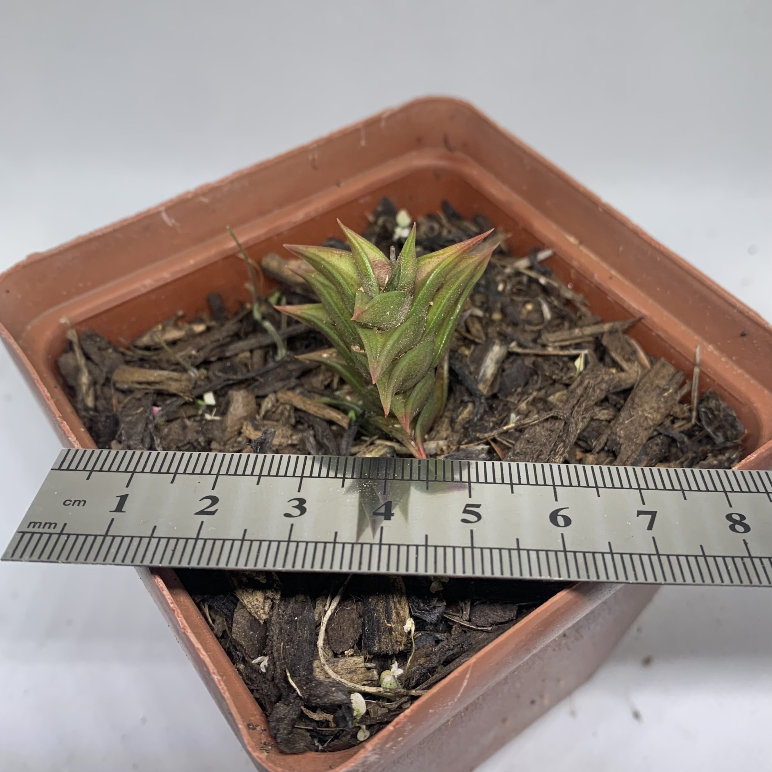 Haworthia viscosa calitzdorp