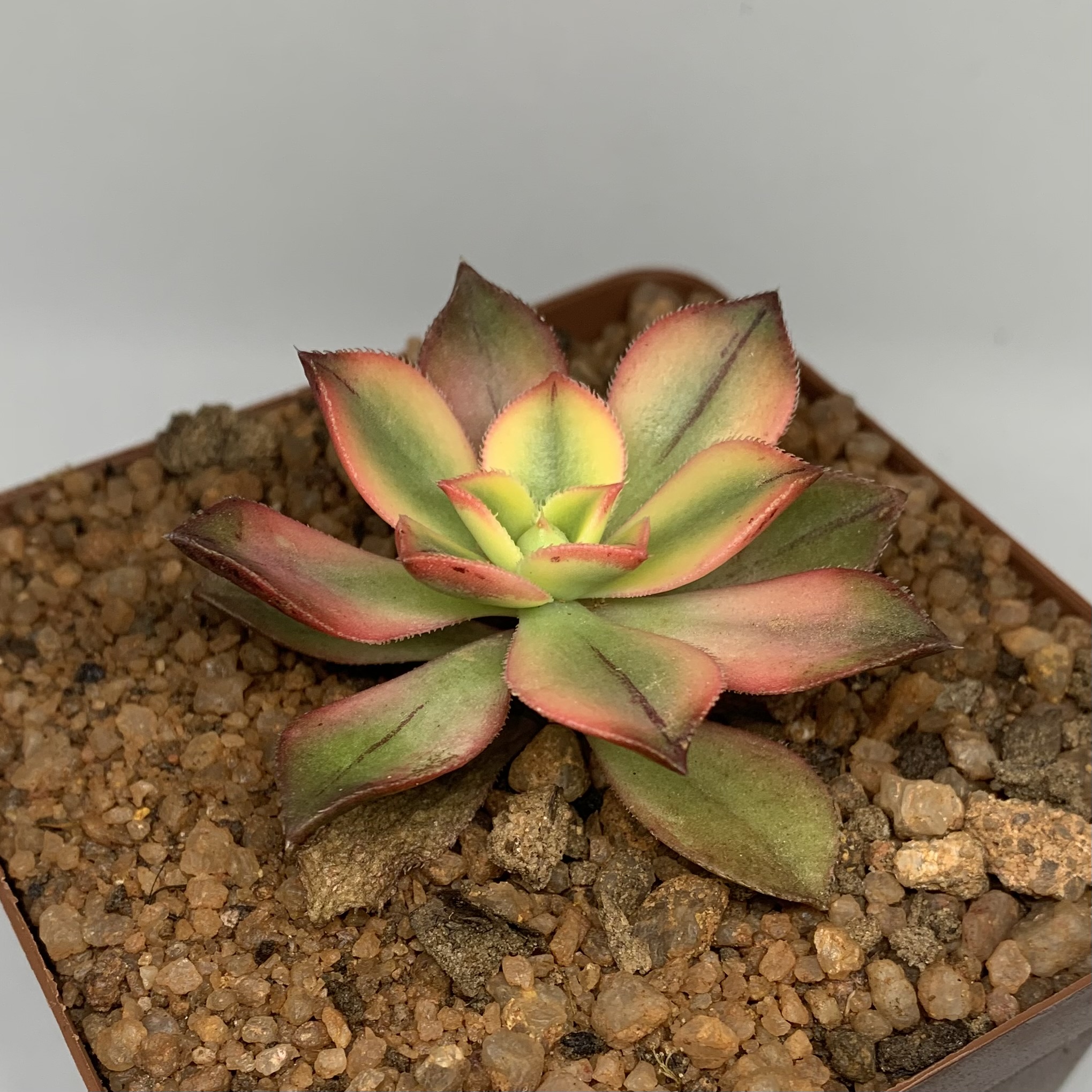 Aenonium Kiwi