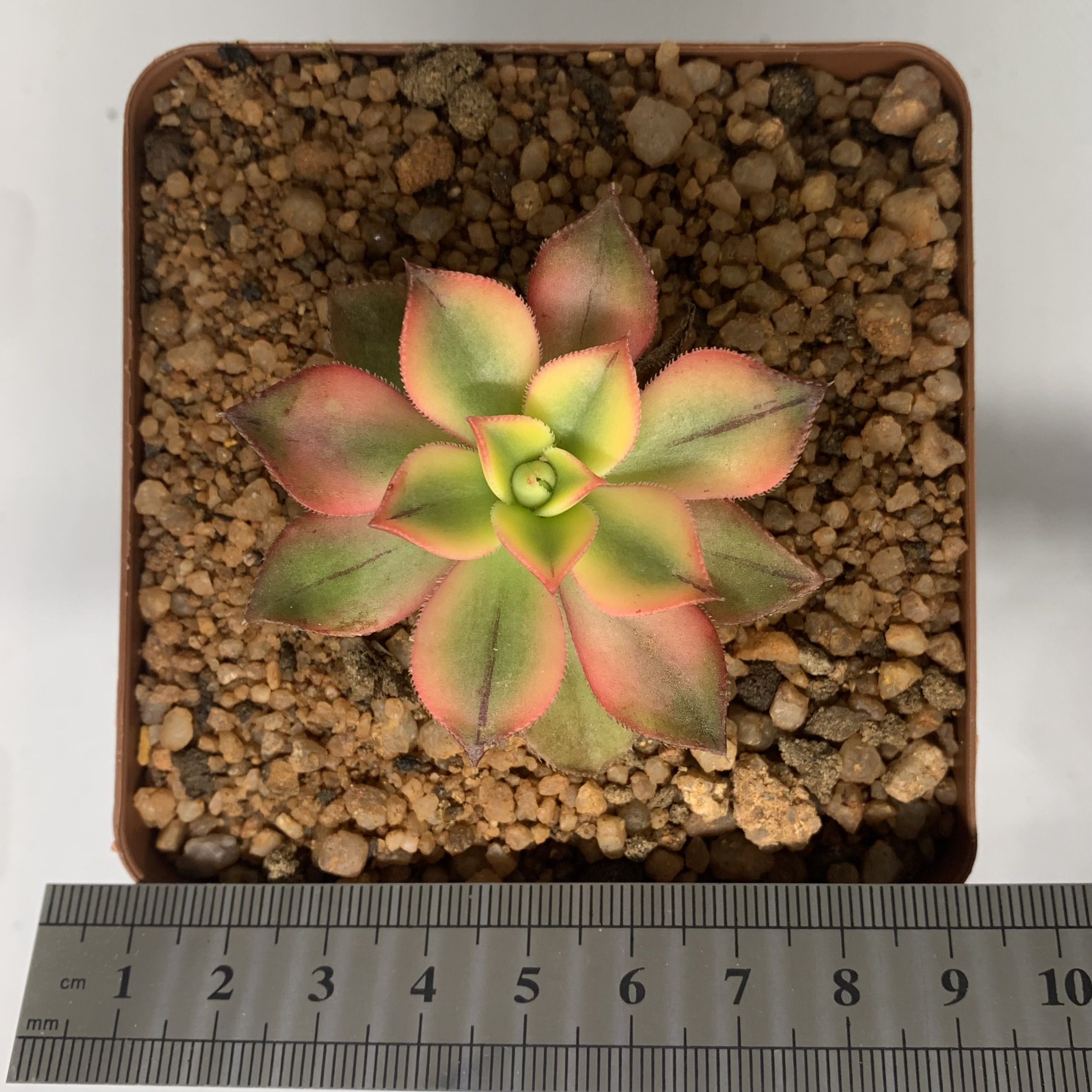 Aenonium Kiwi