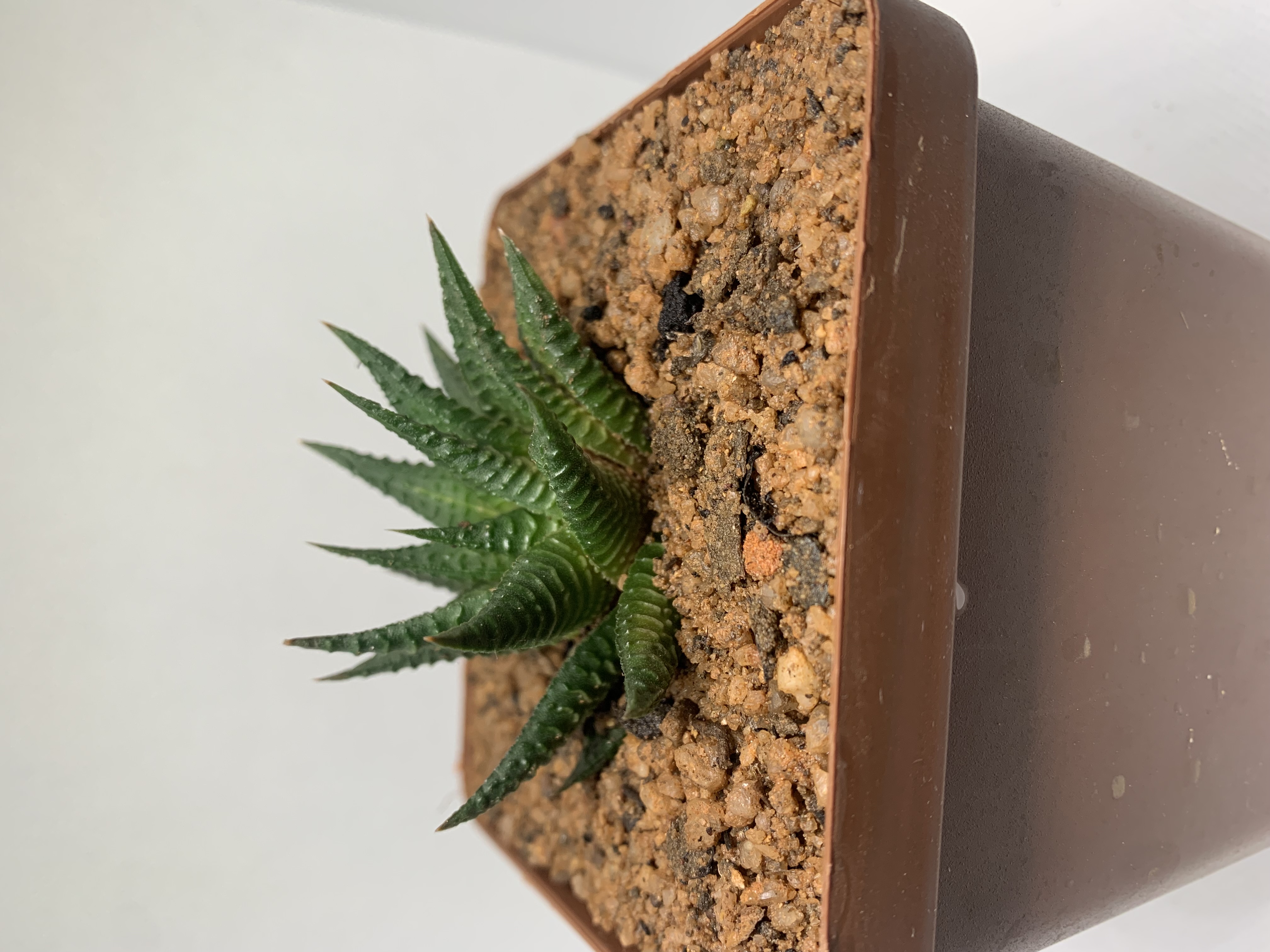 Haworthiopsis limifolia