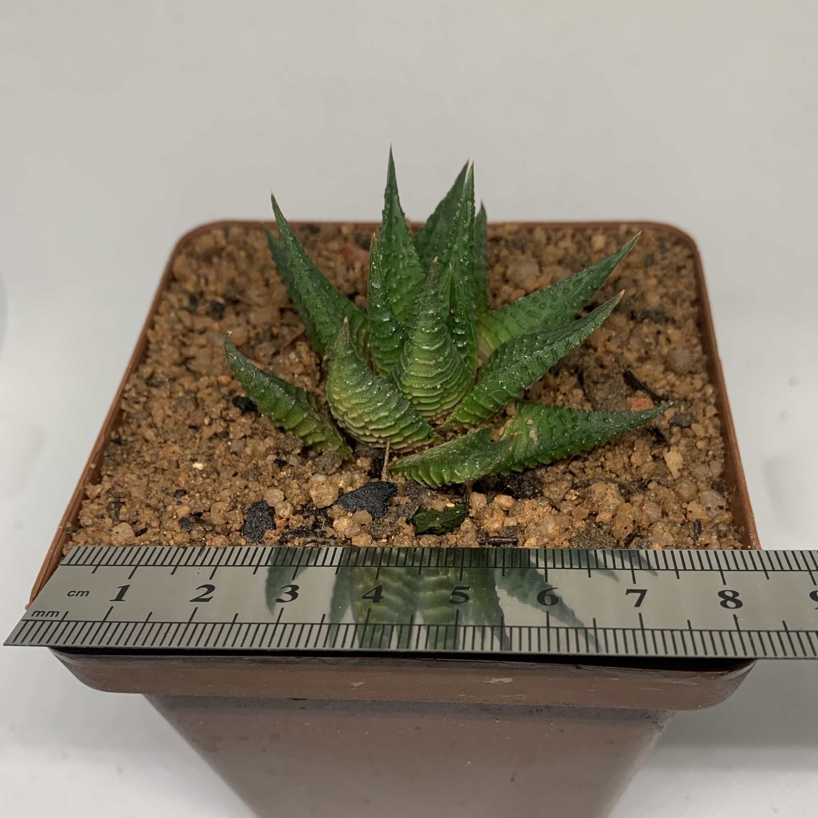 Haworthiopsis limifolia