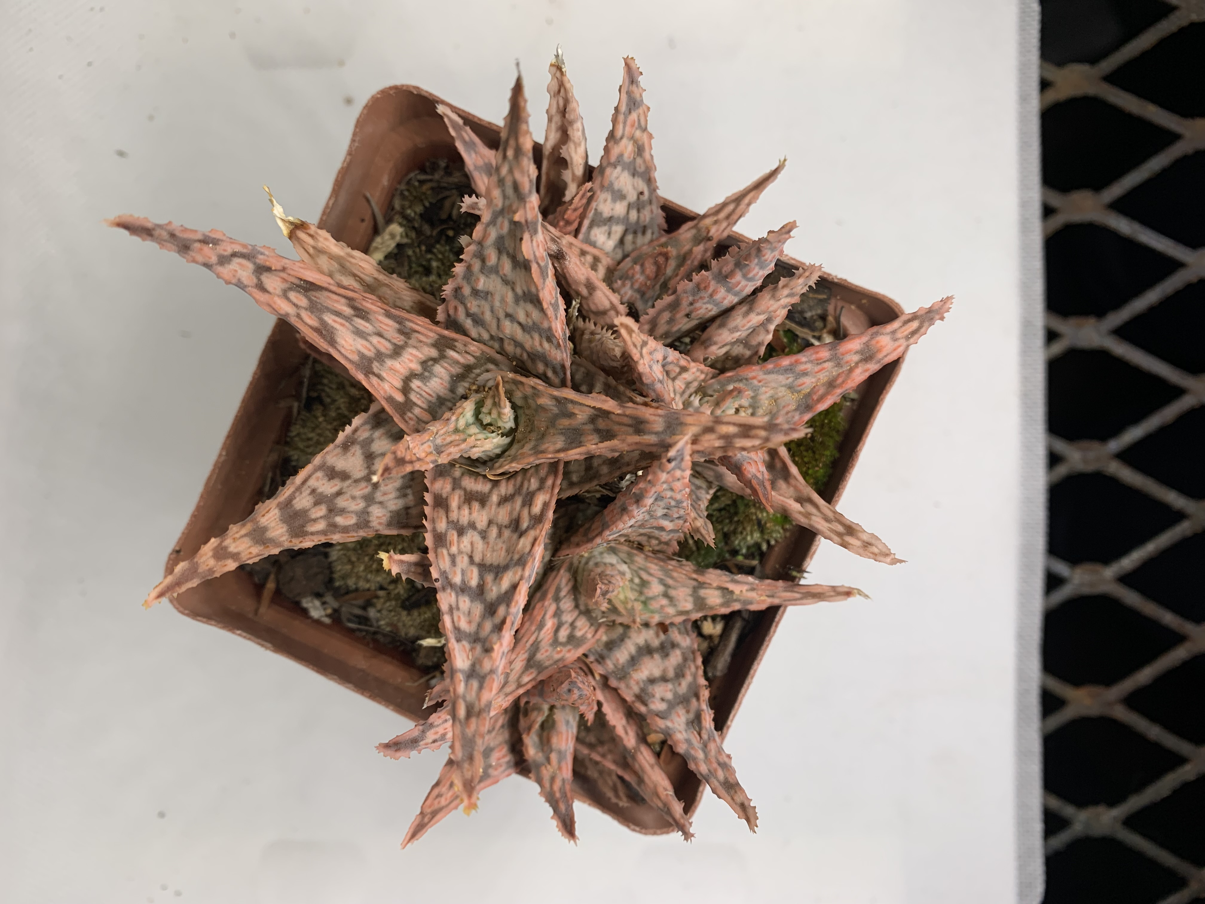 Aloe 'Pink Blush'