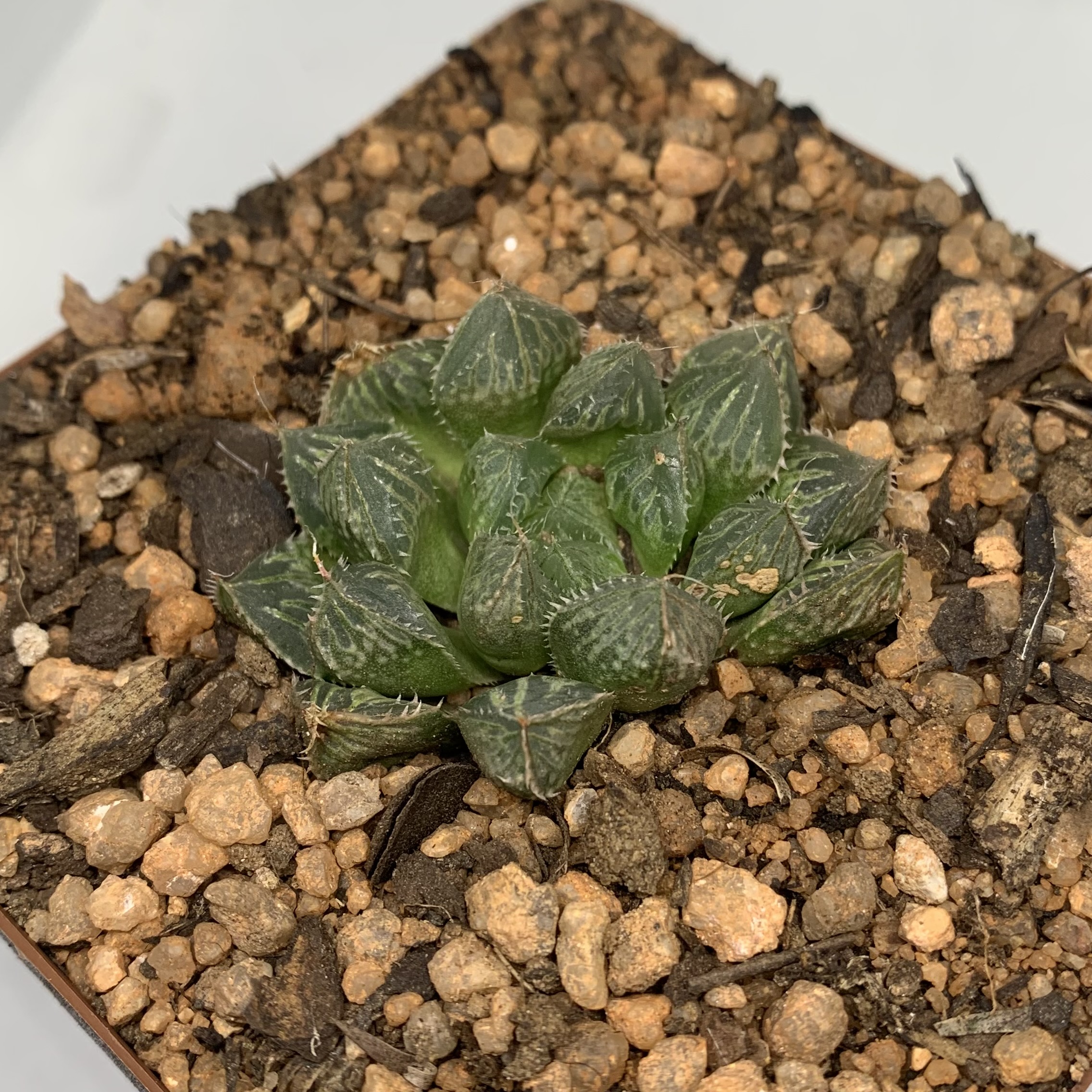 Haworthia mirrorball