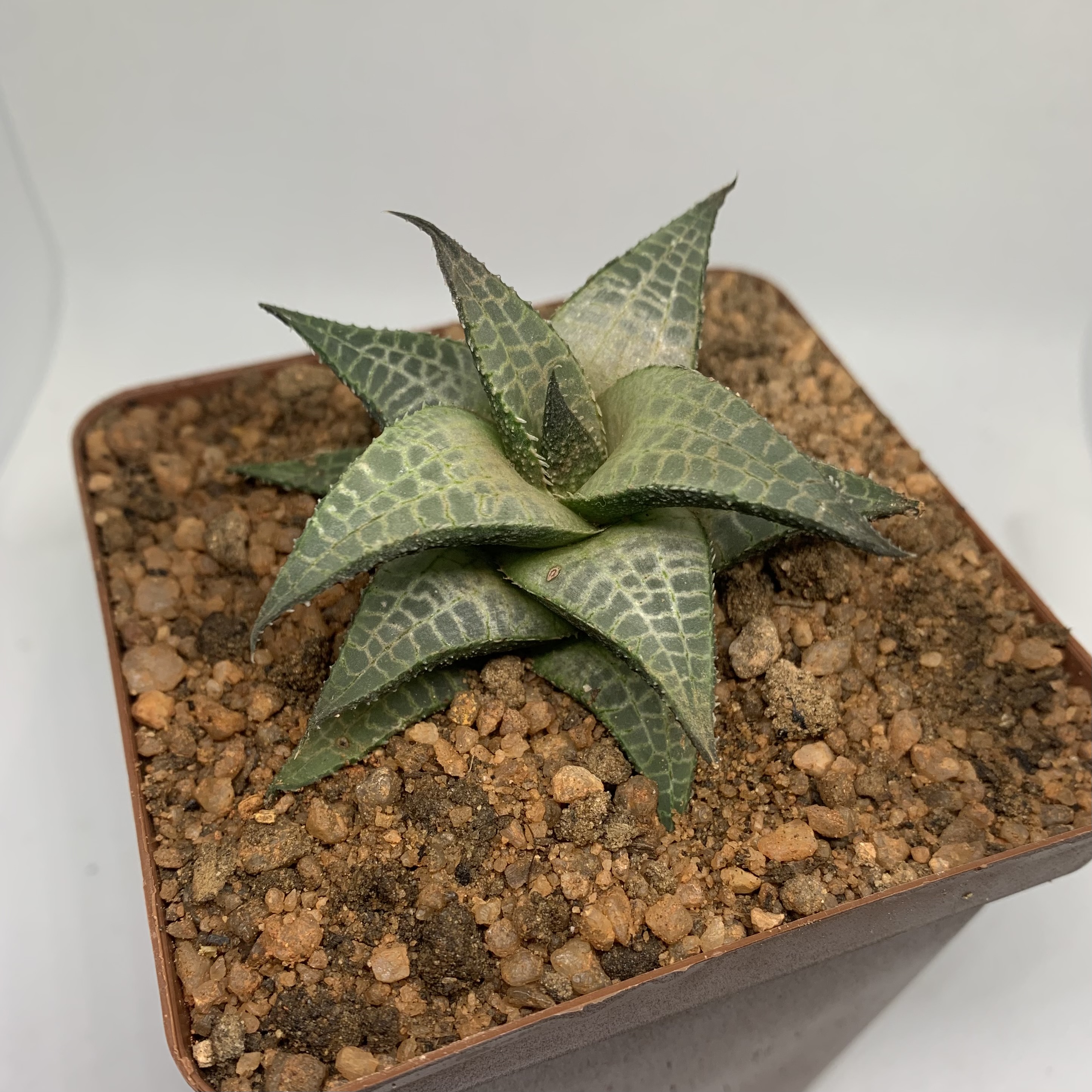 Haworthia tesselata