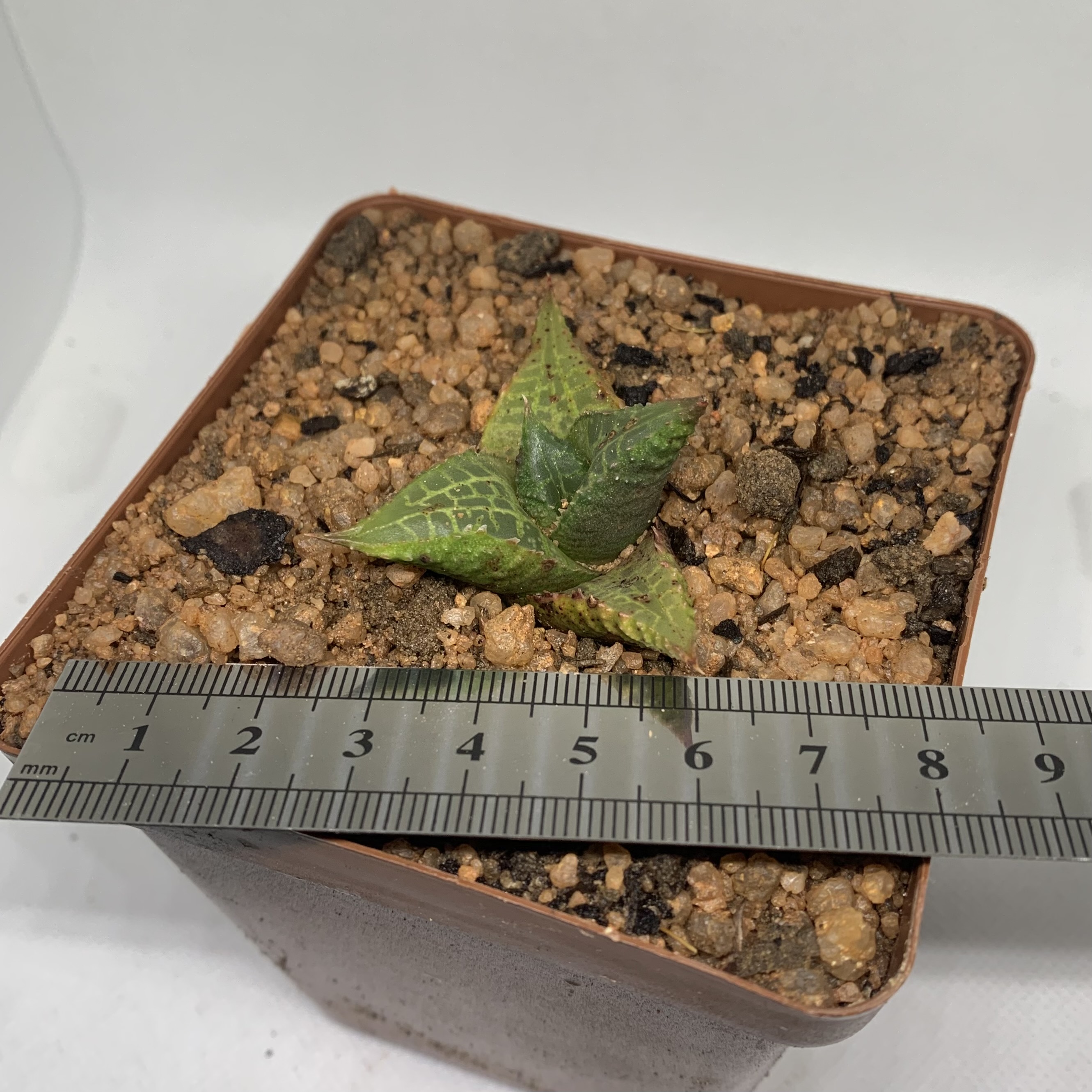 Haworthia tesselata
