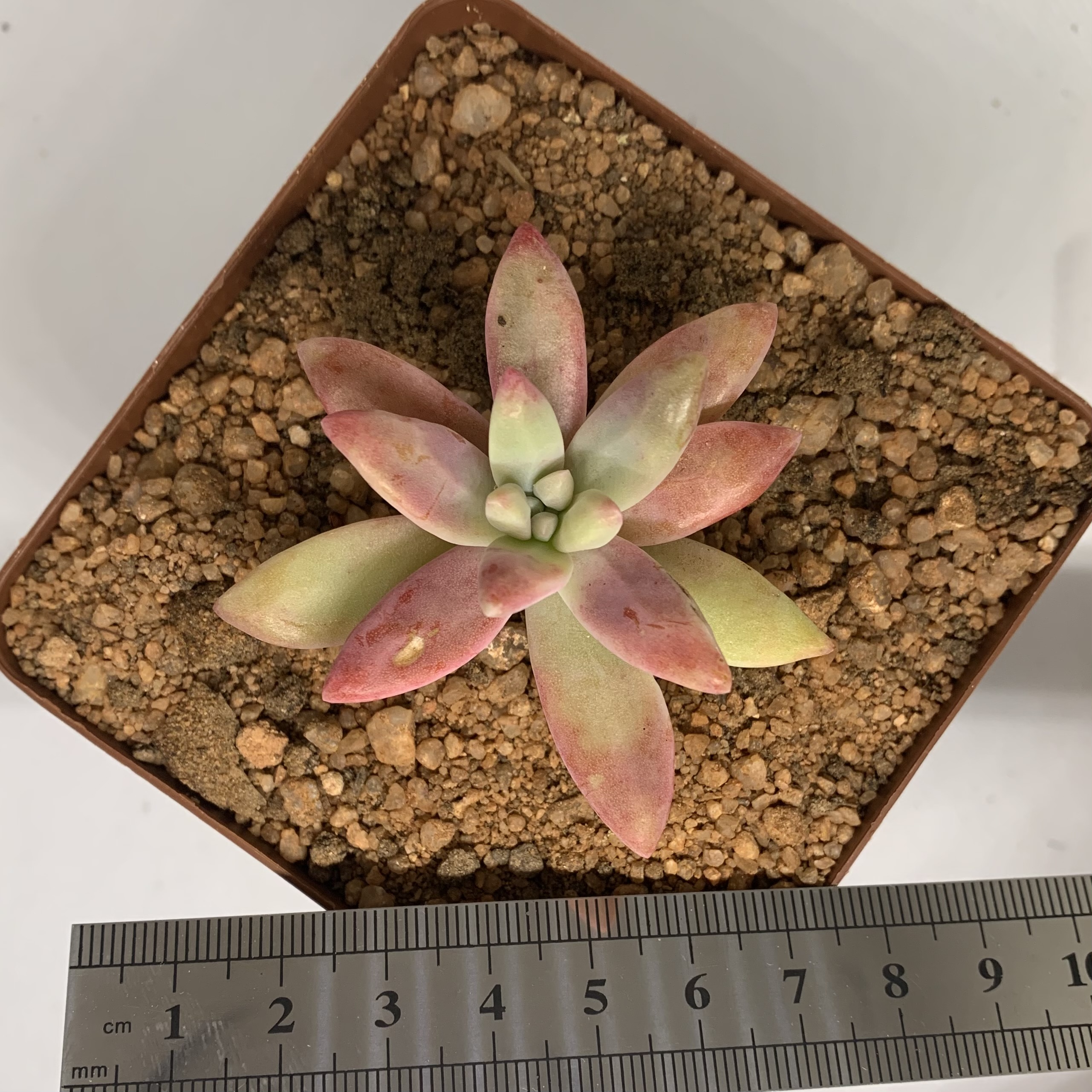 Pachyphytum sp.