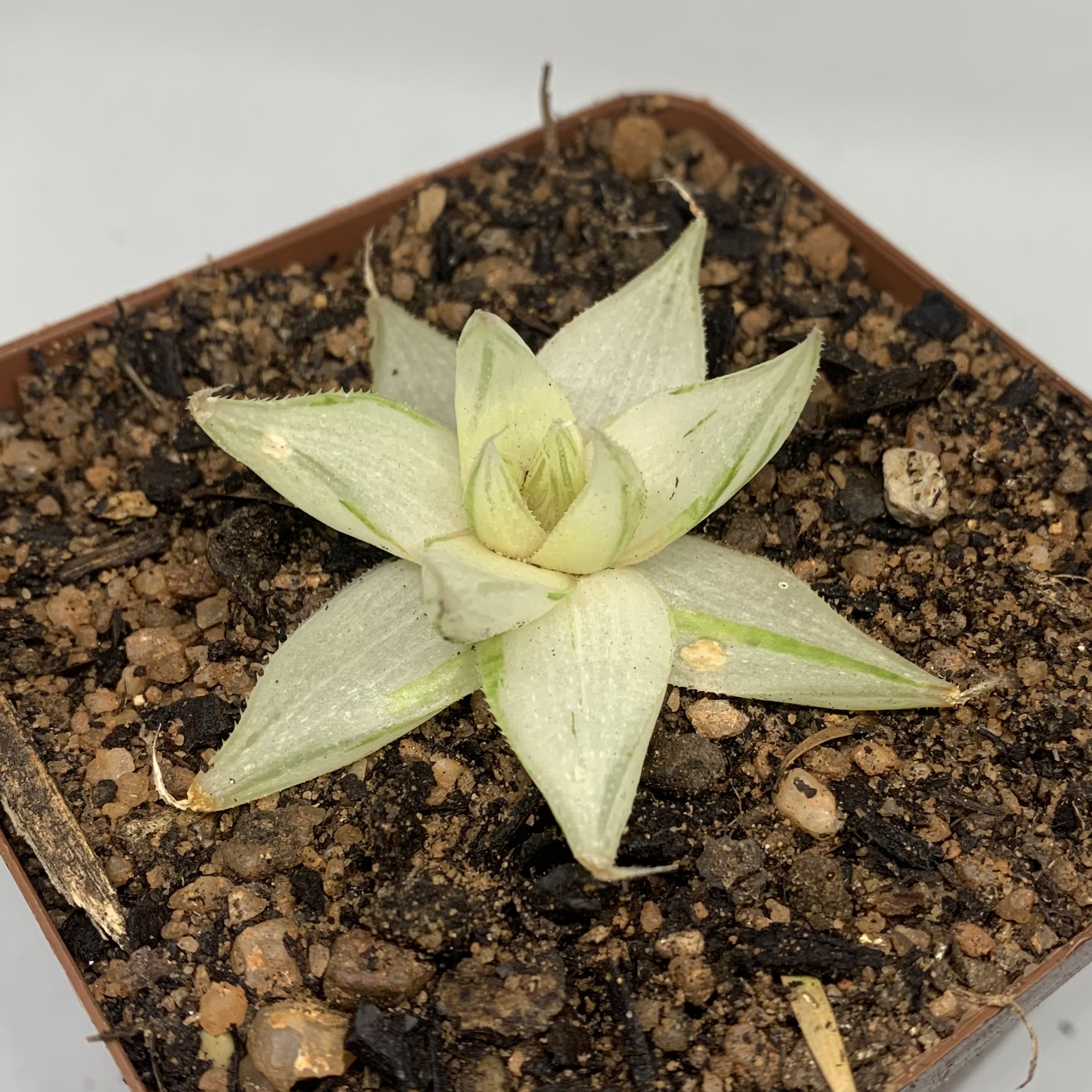 Haworthia cymbiformis var. setulifera 'Senjo Kan'