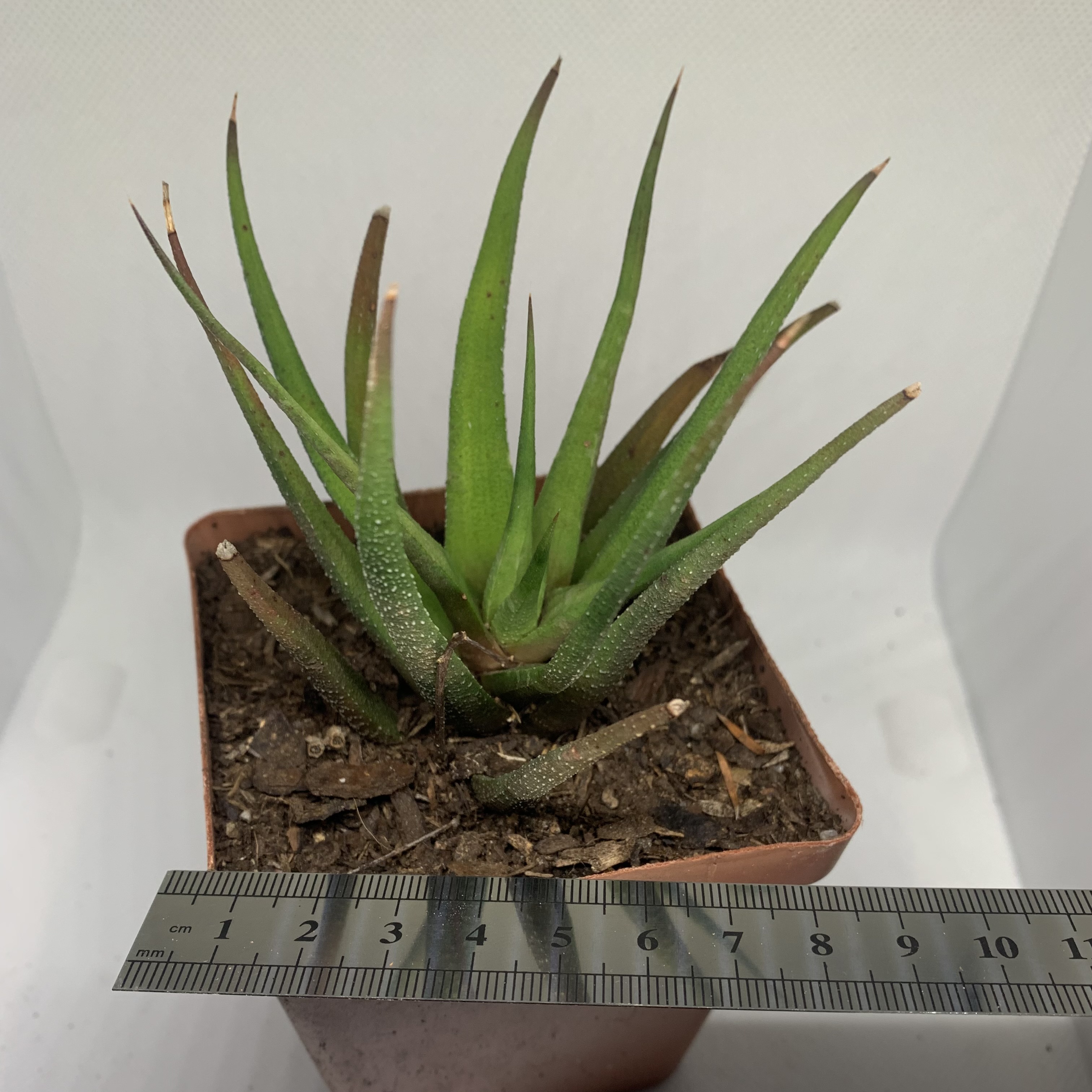 Haworthia attenuata var. glabrata 