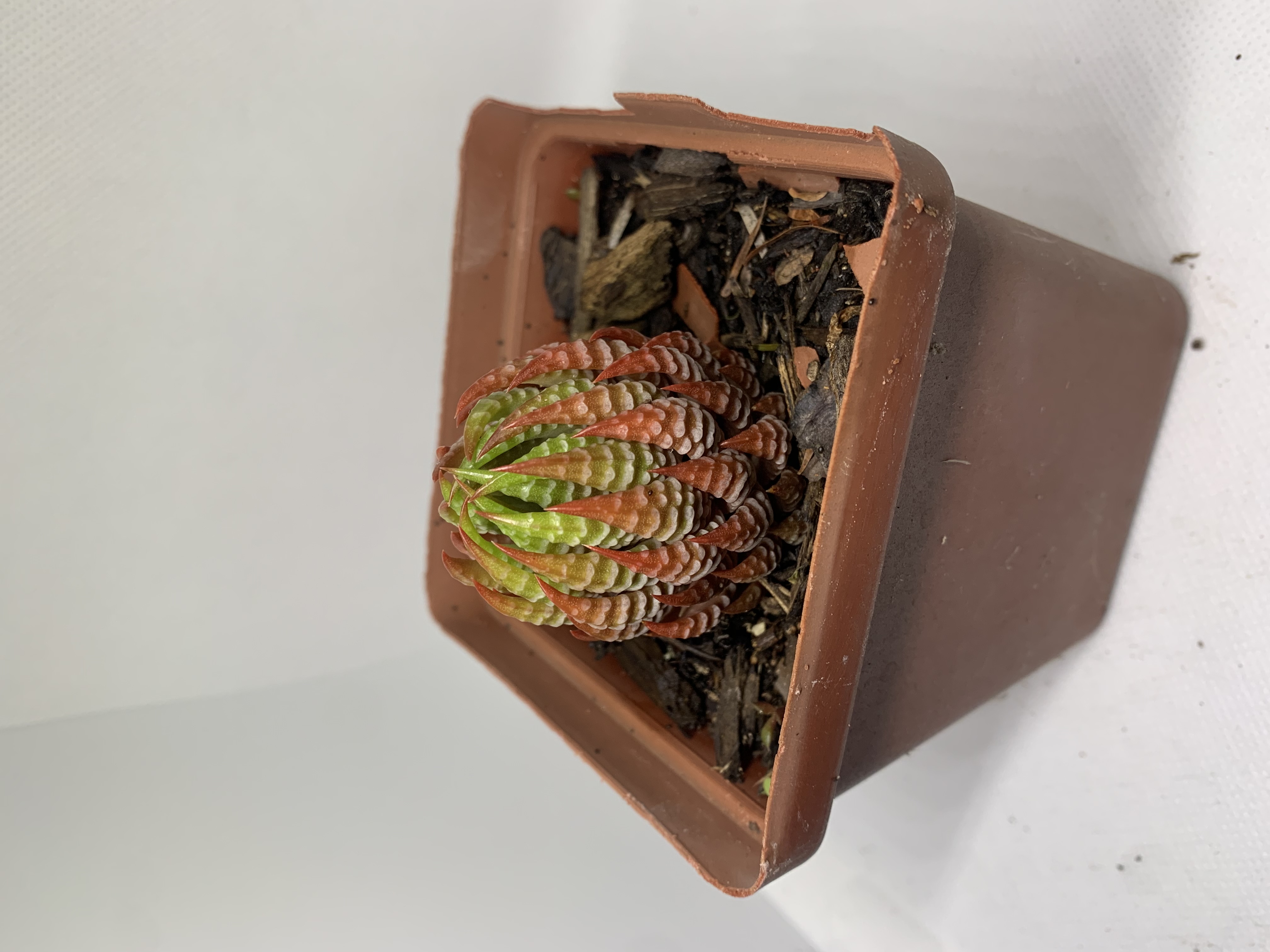 Haworthiopsis coarctata red sp.