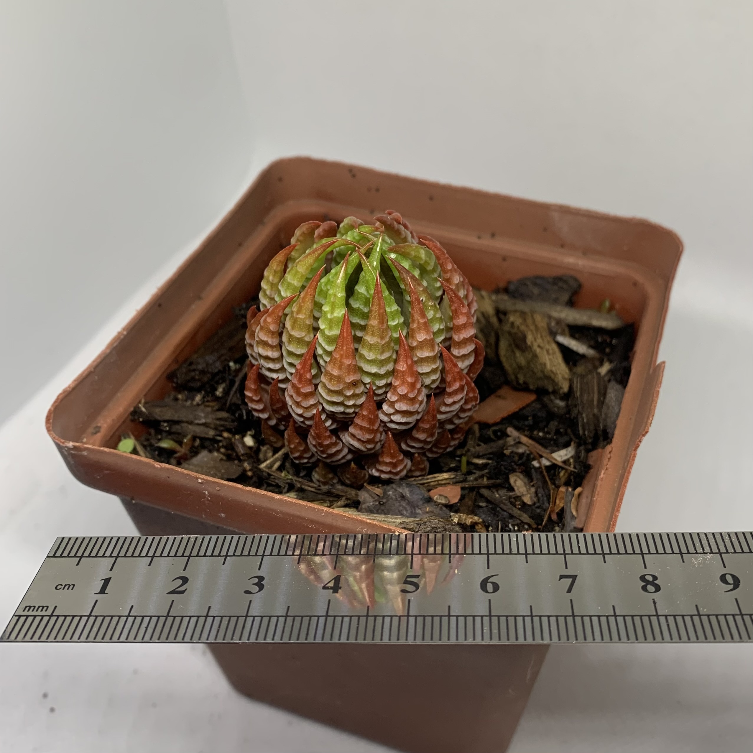 Haworthiopsis coarctata red sp.