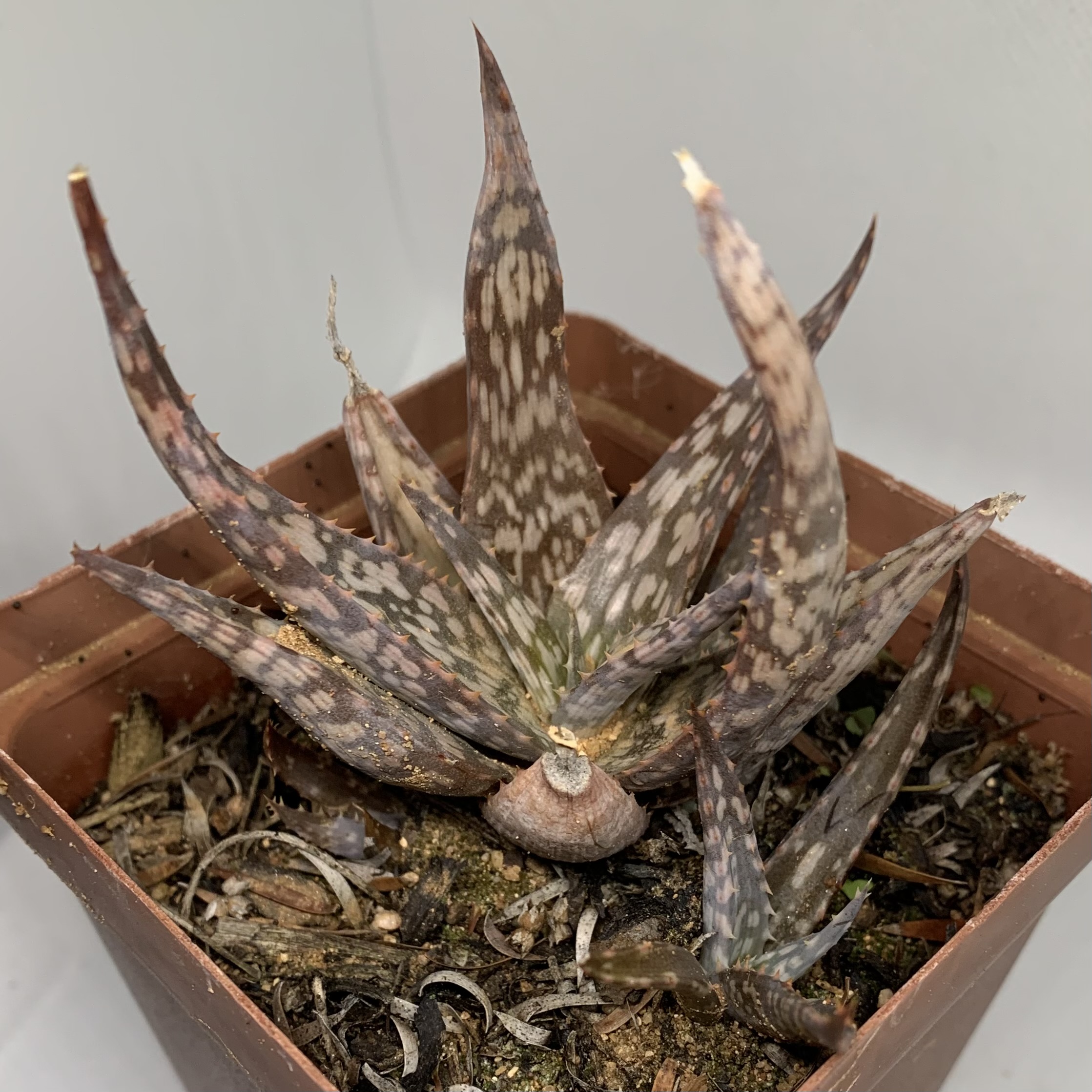 Aloe sp.