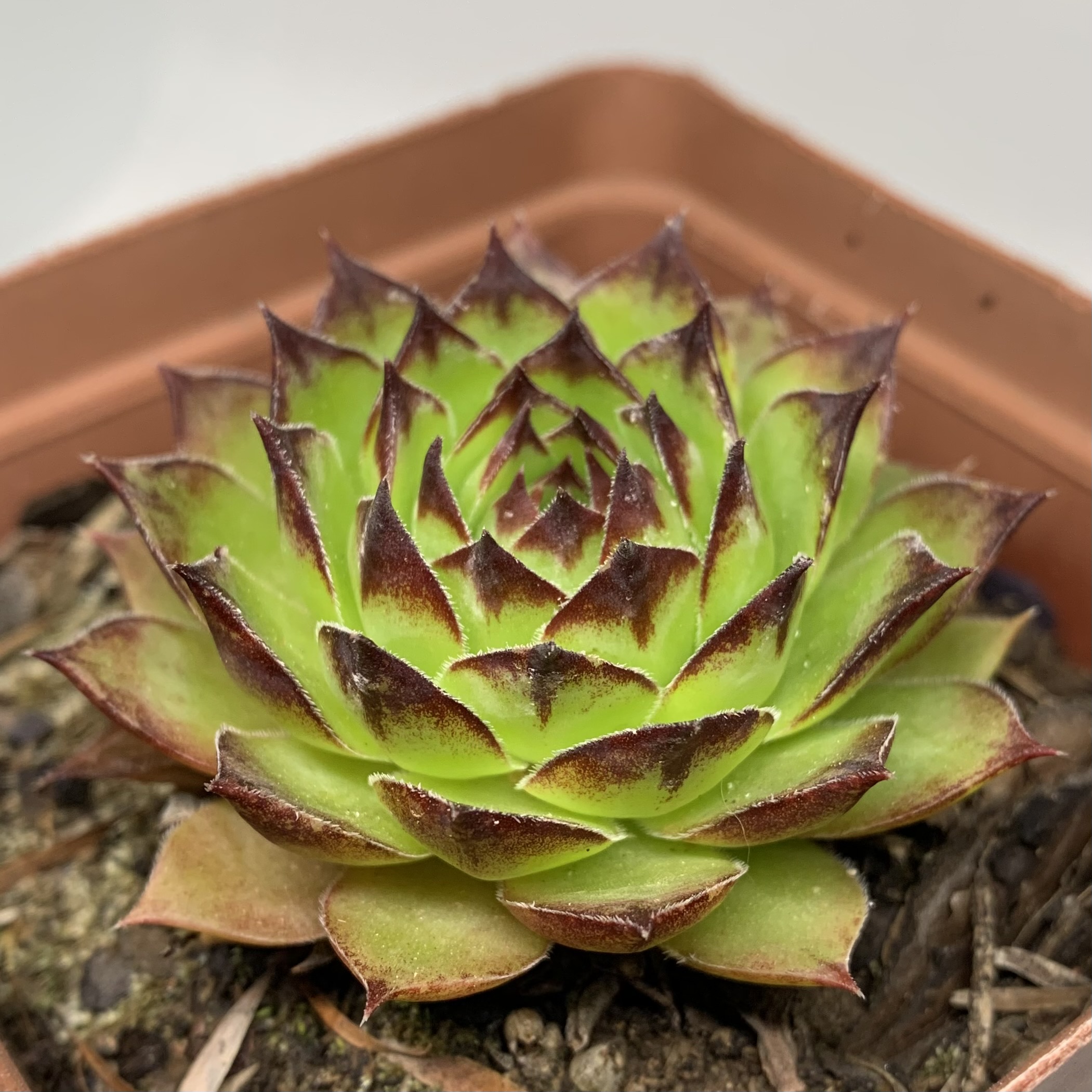 Sempervivum tectorum