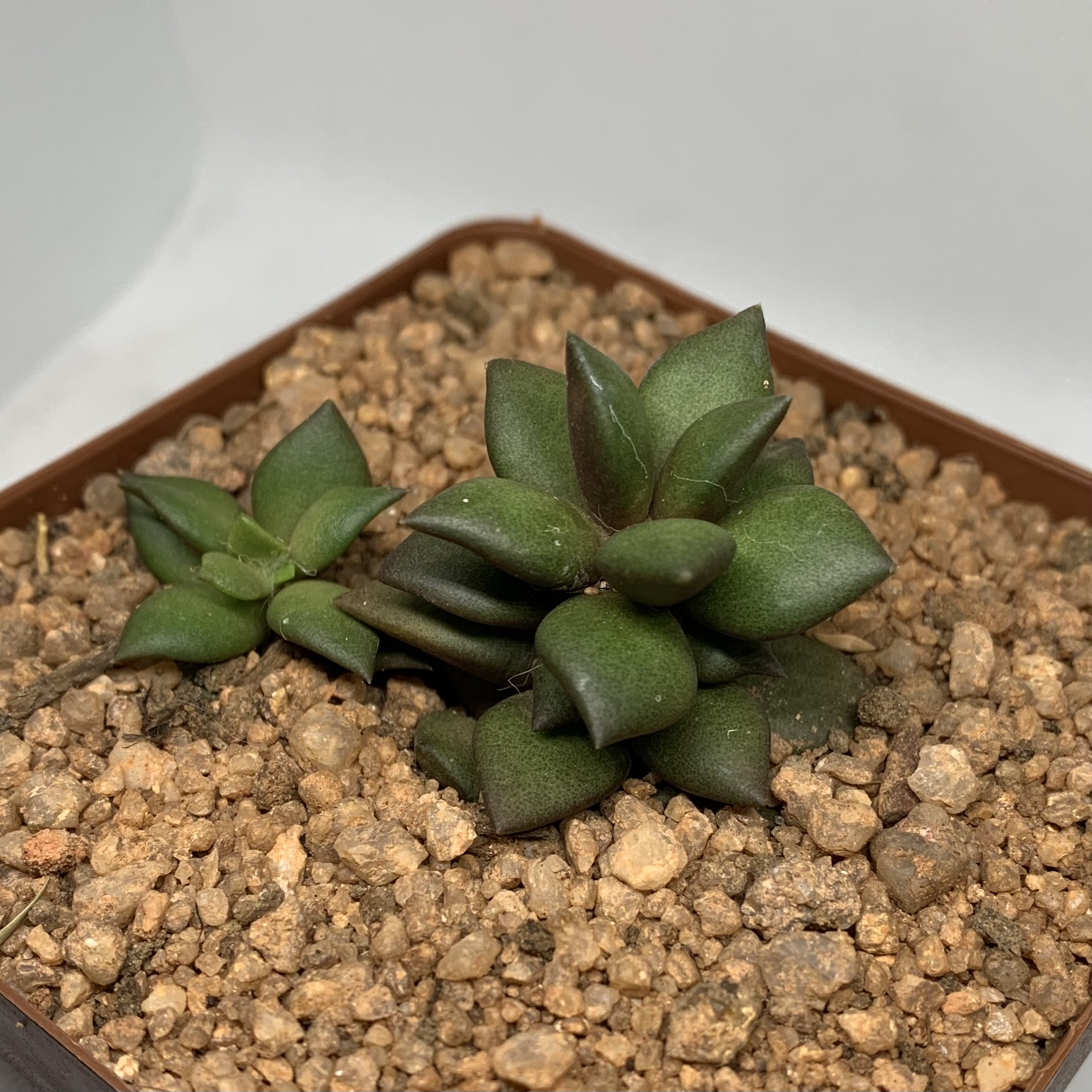 Anacampseros telephiastrum