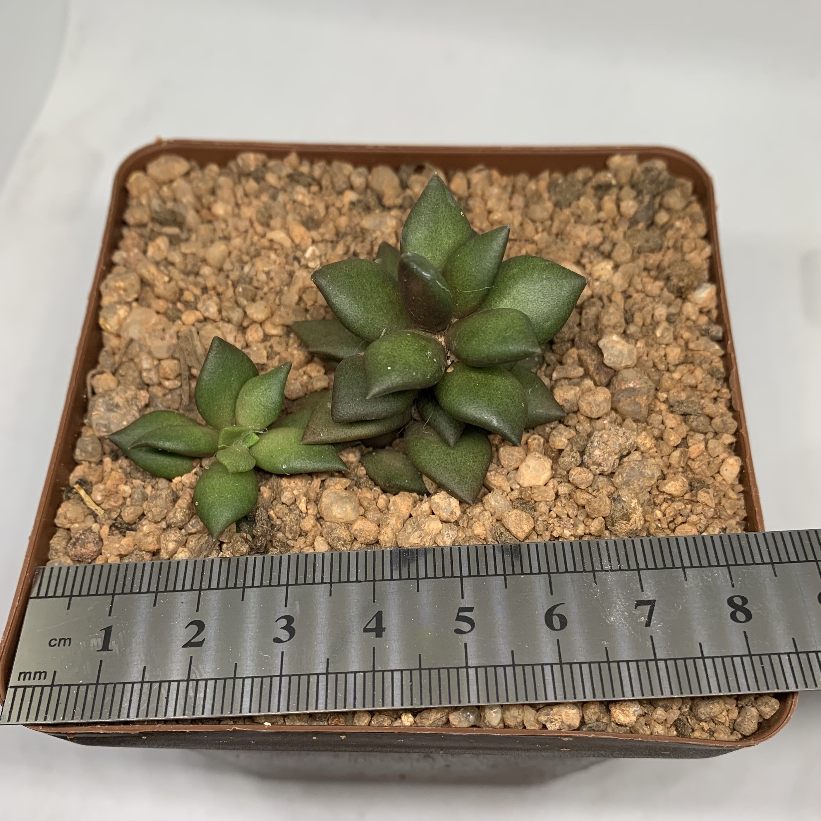 Anacampseros telephiastrum