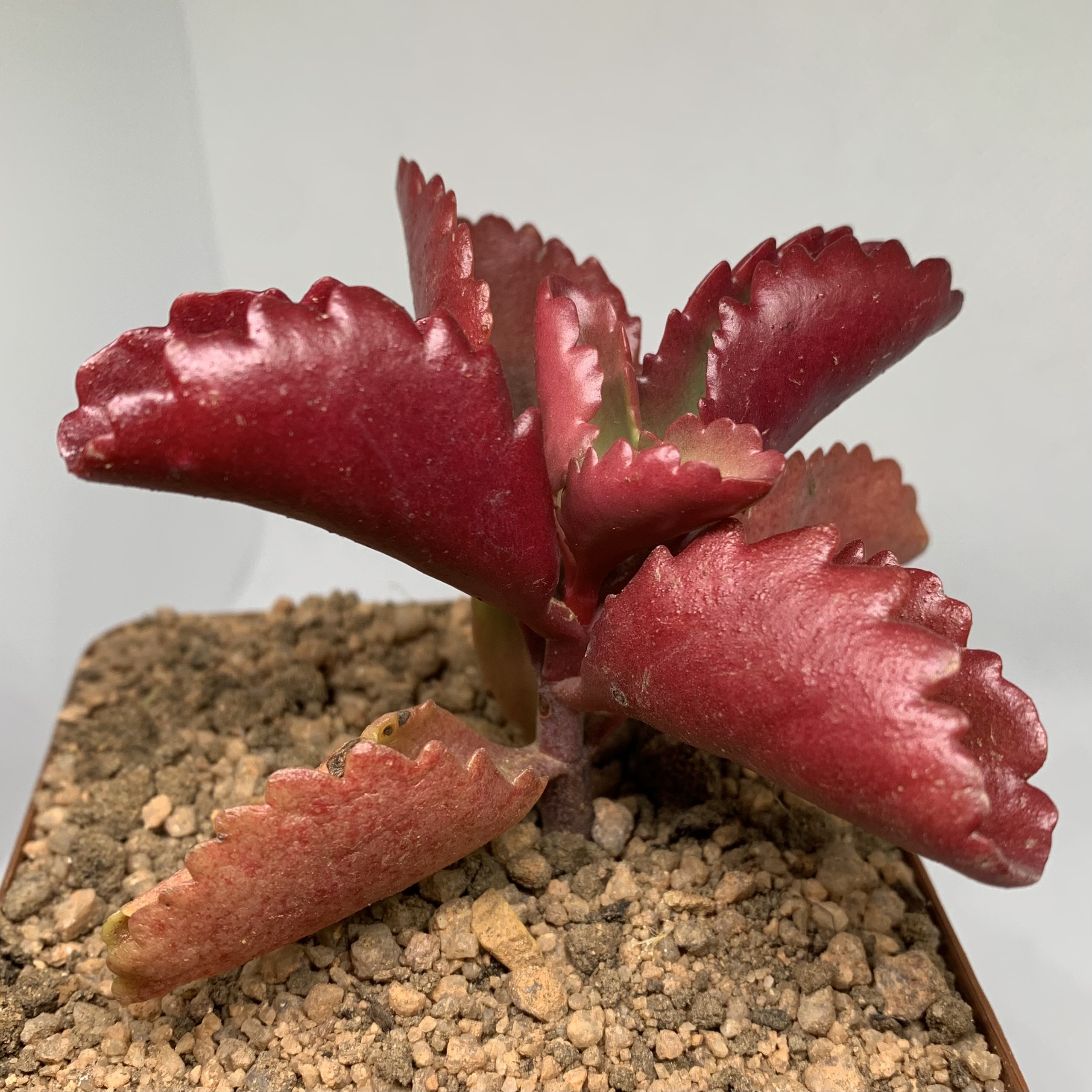 Kalanchoe sexangularis