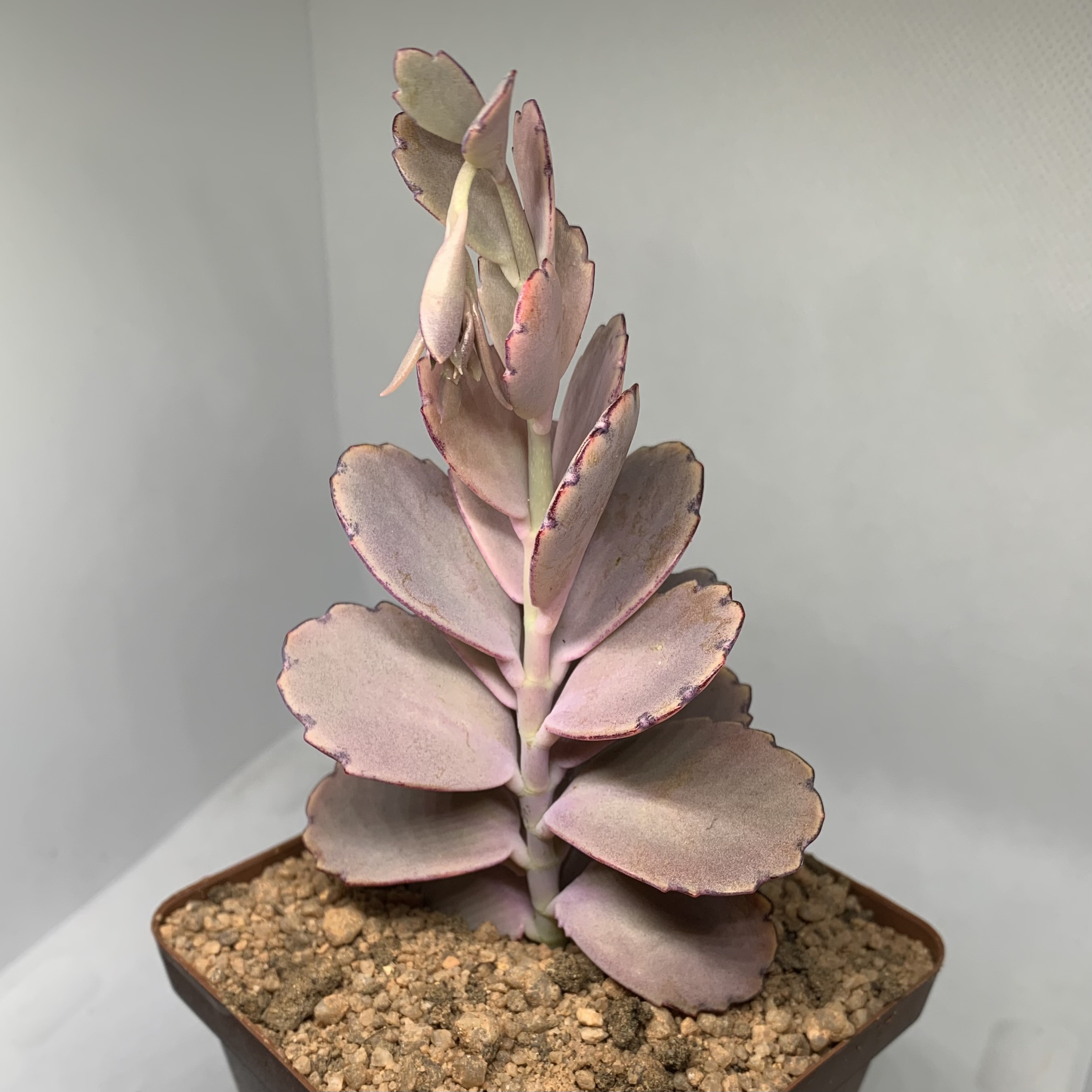Kalanchoe fedtschenkoi
