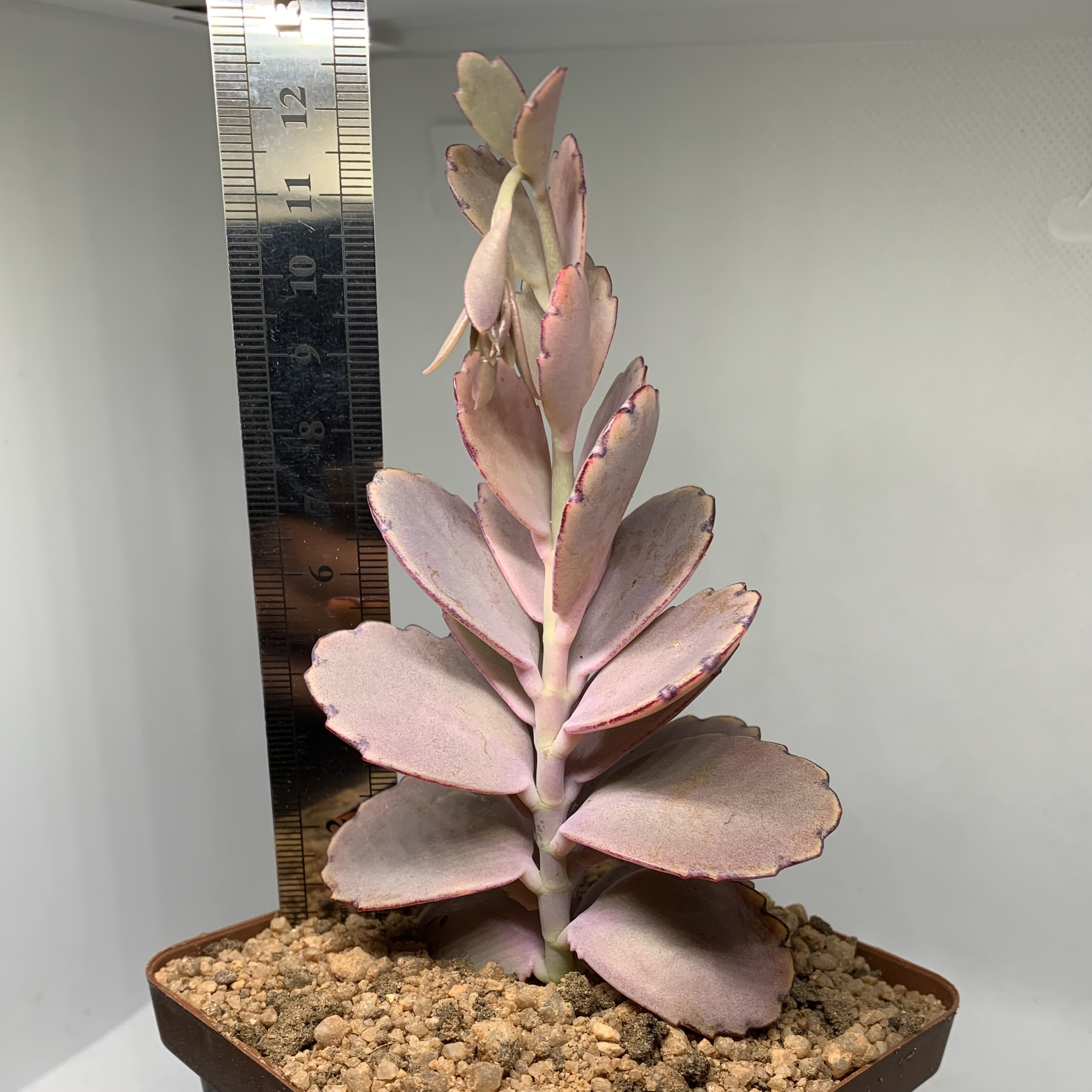 Kalanchoe fedtschenkoi