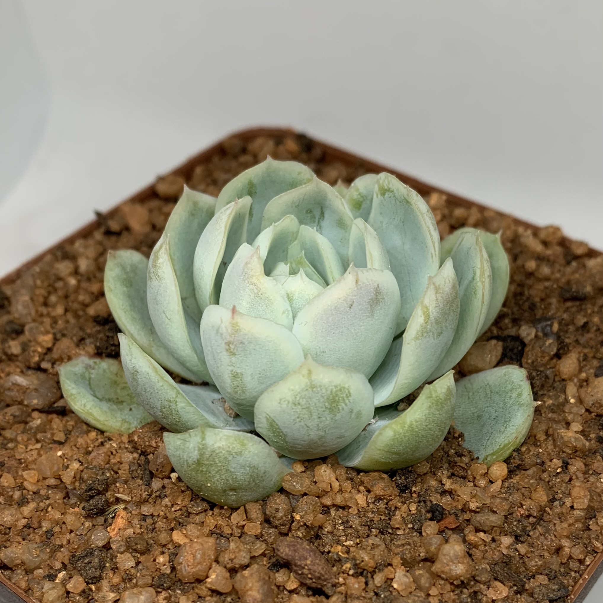 Echeveria elegans