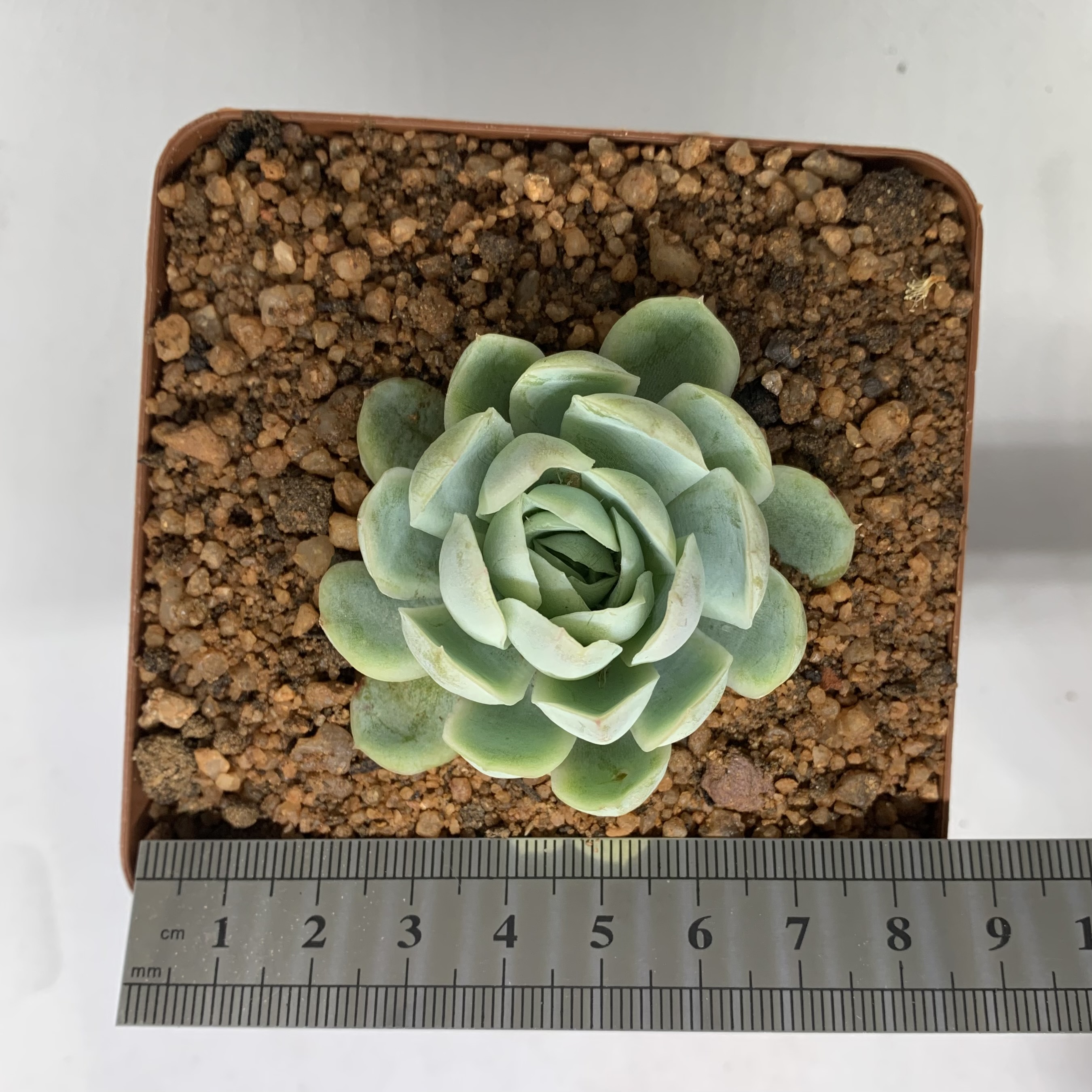 Echeveria elegans