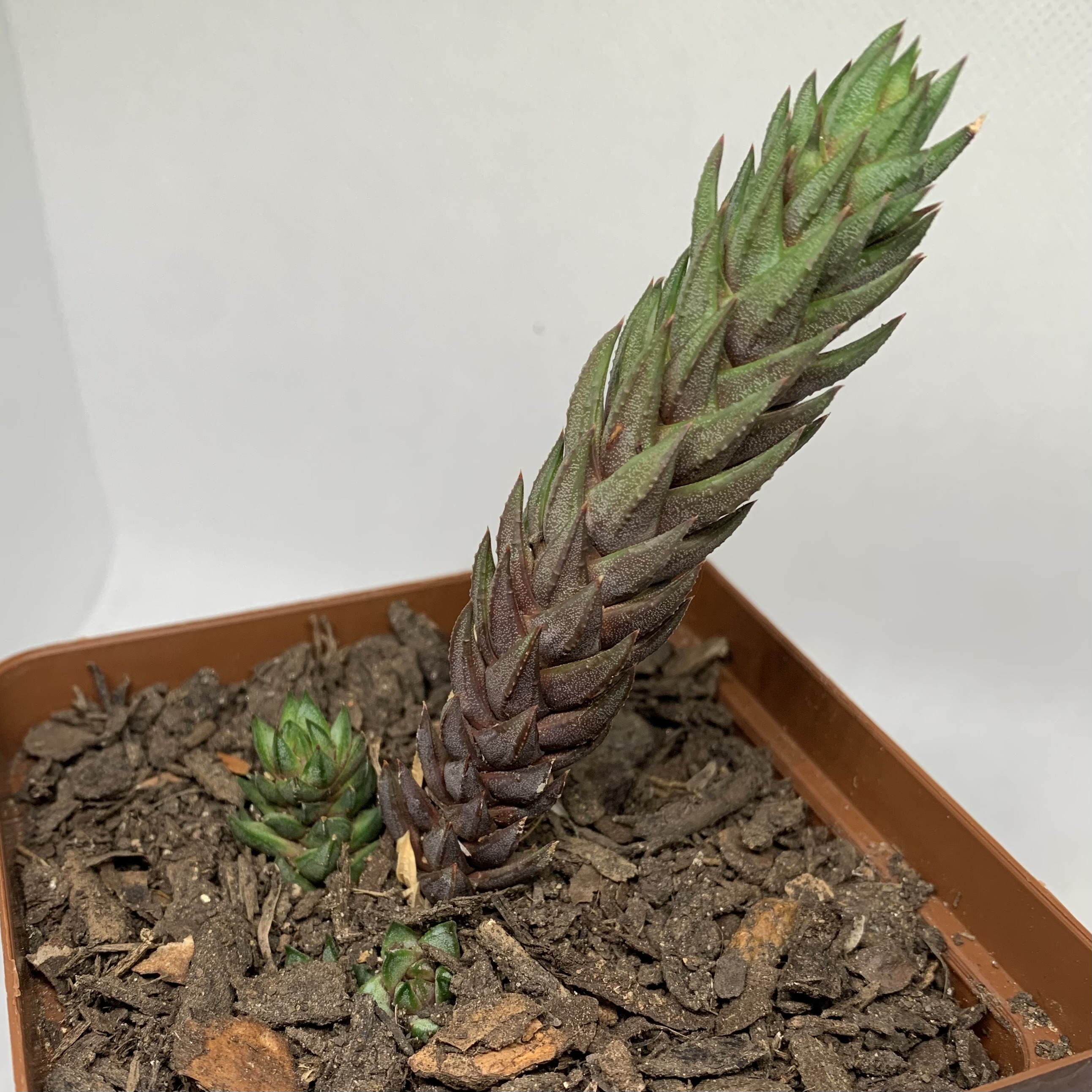Astroloba sp.
