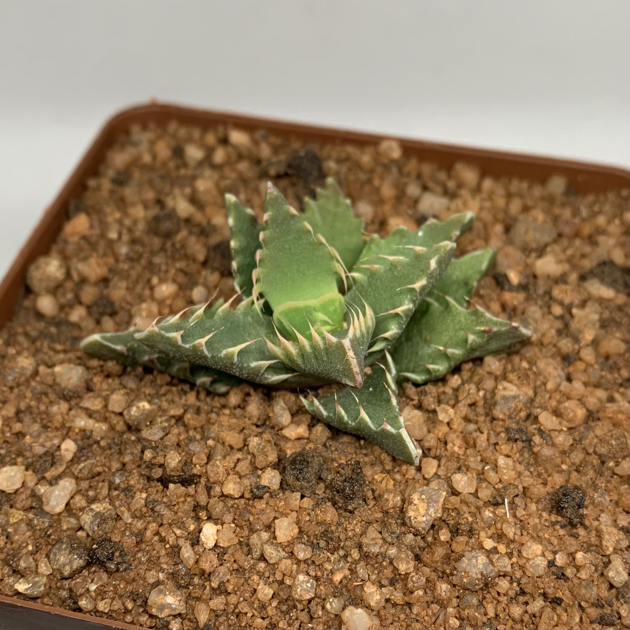 Faucaria sp. (Yellow Flowers)