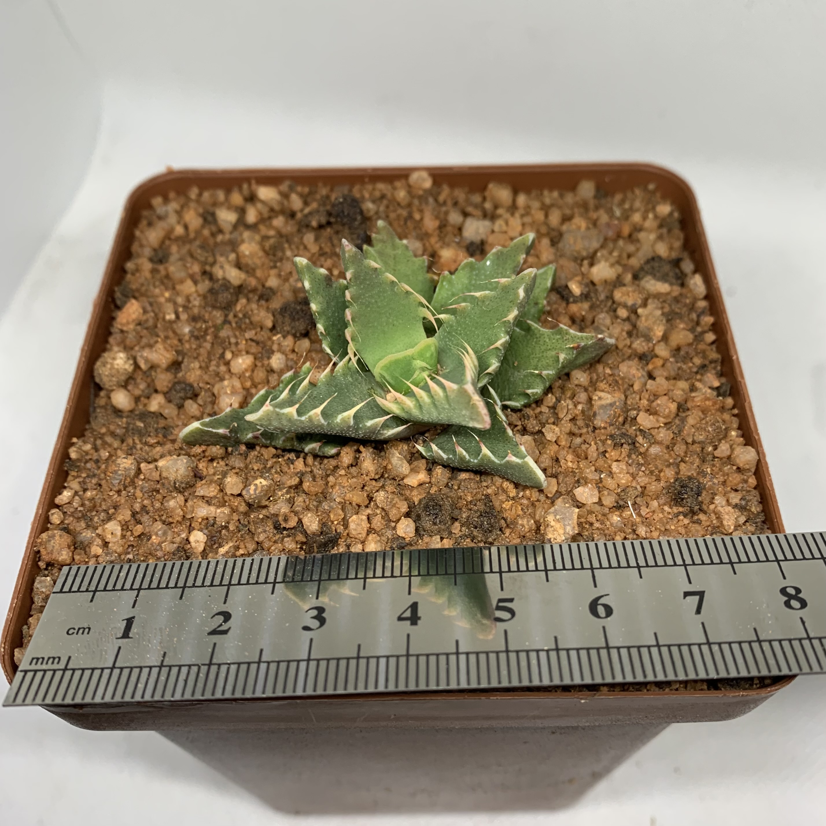 Faucaria sp. (Yellow Flowers)