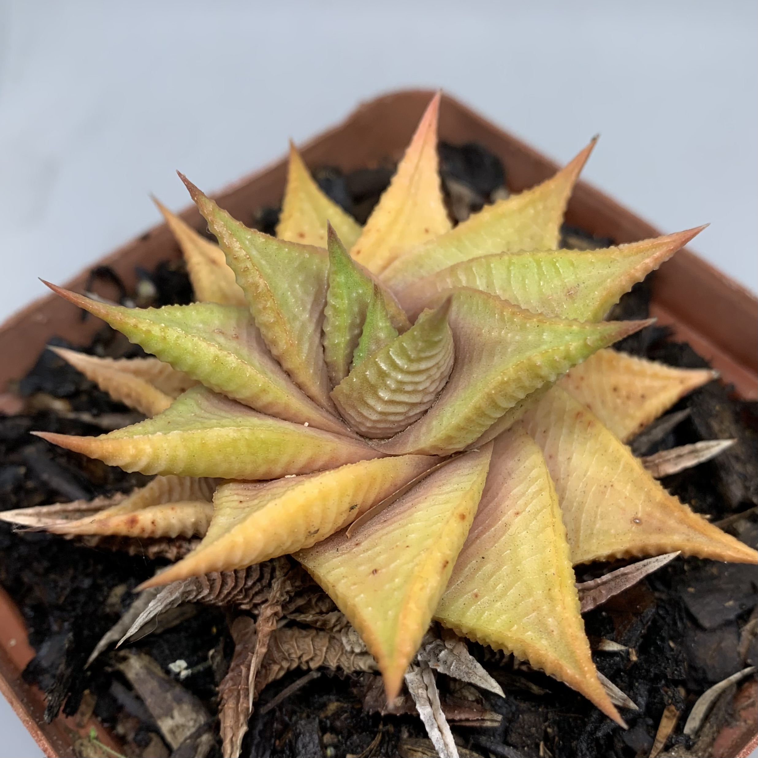 Haworthiopsis limifolia sp.