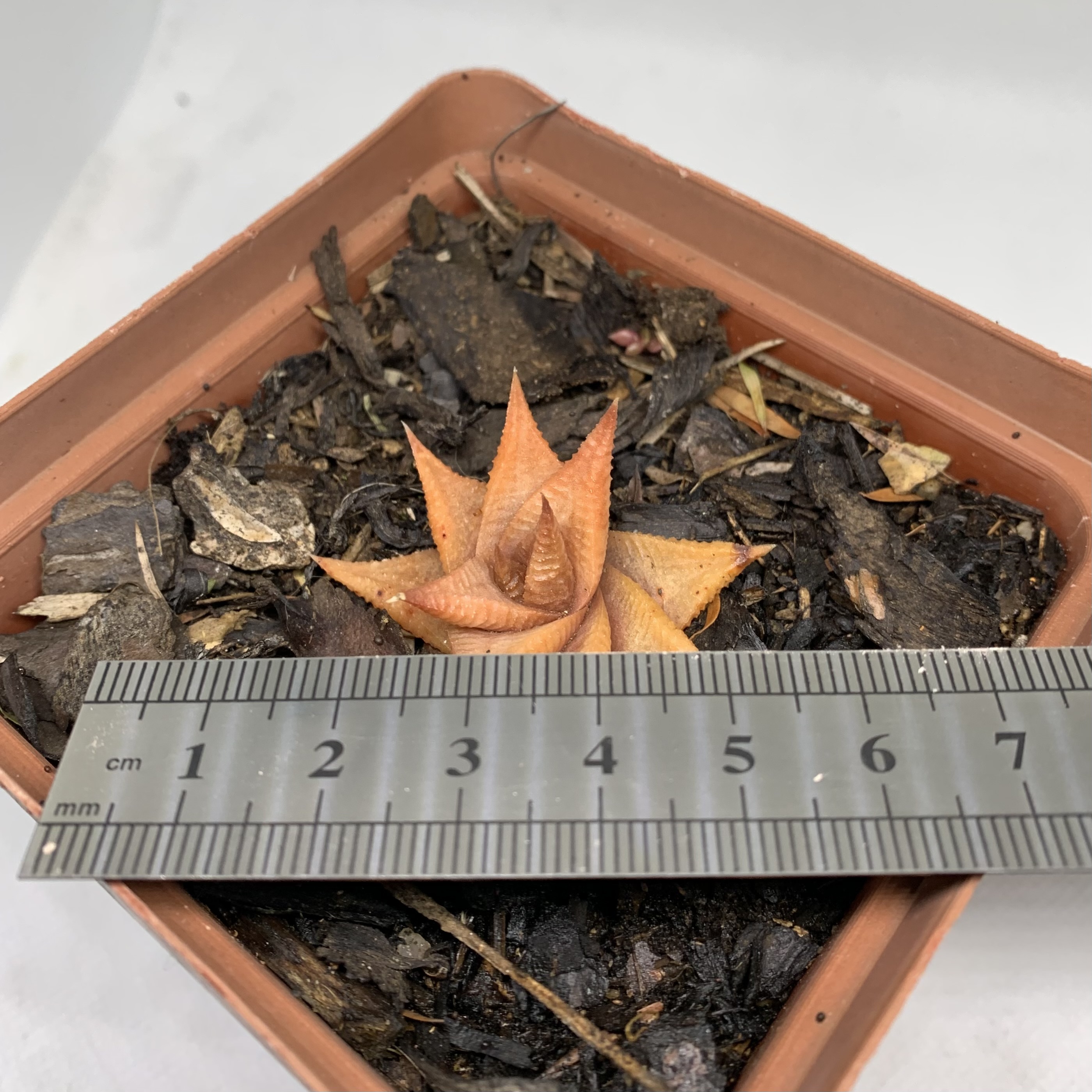 Haworthiopsis limifolia sp.