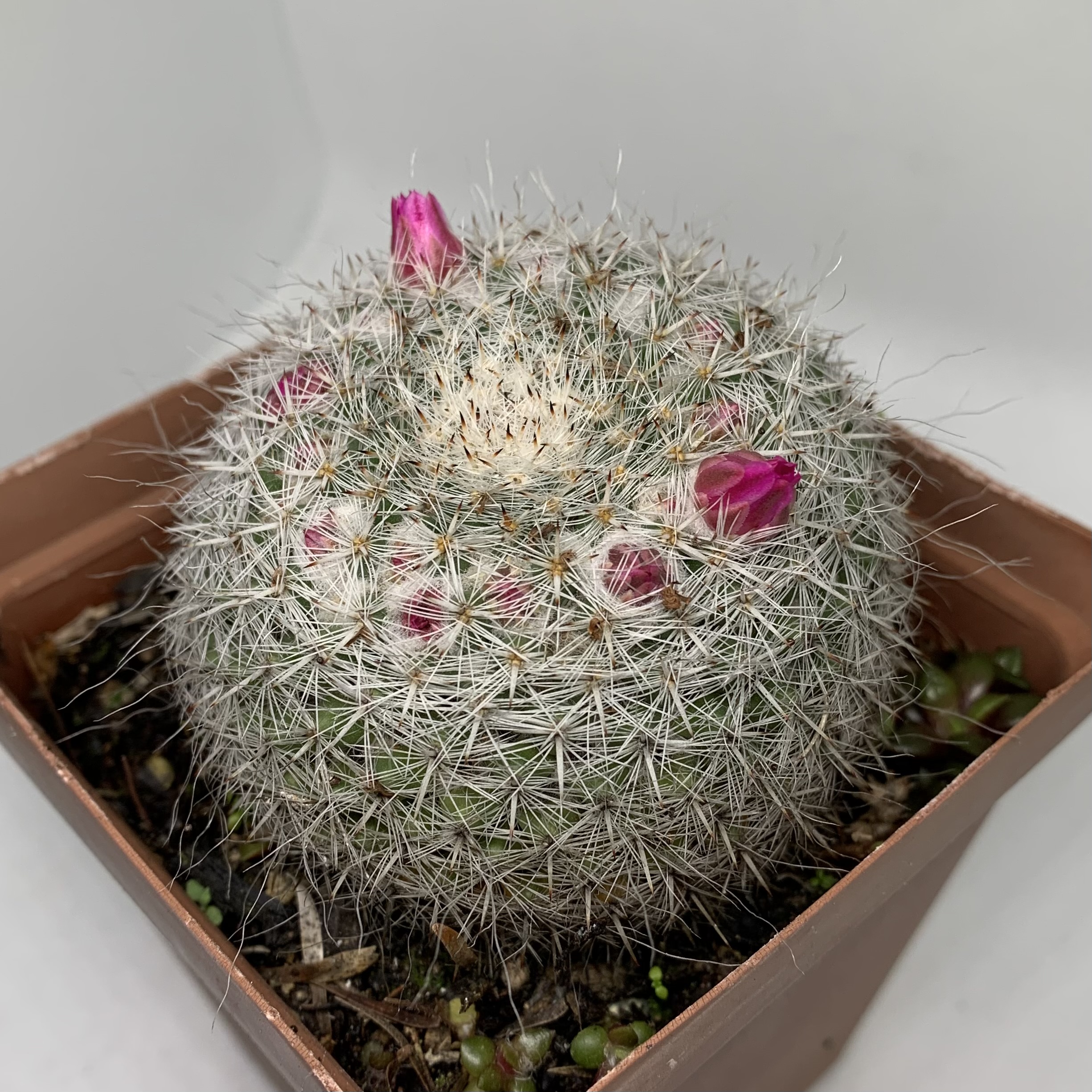 Parodia haselbergii