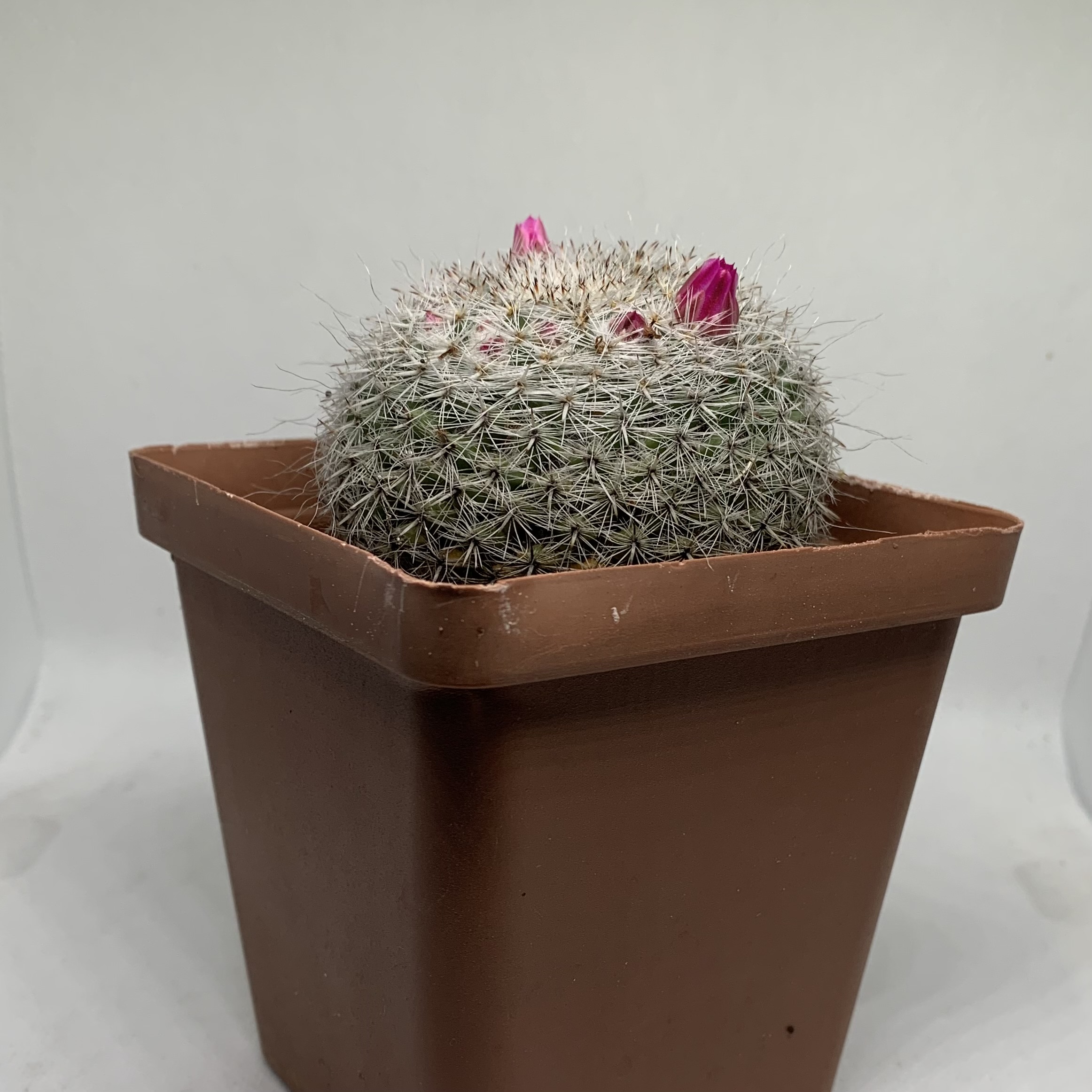 Parodia haselbergii