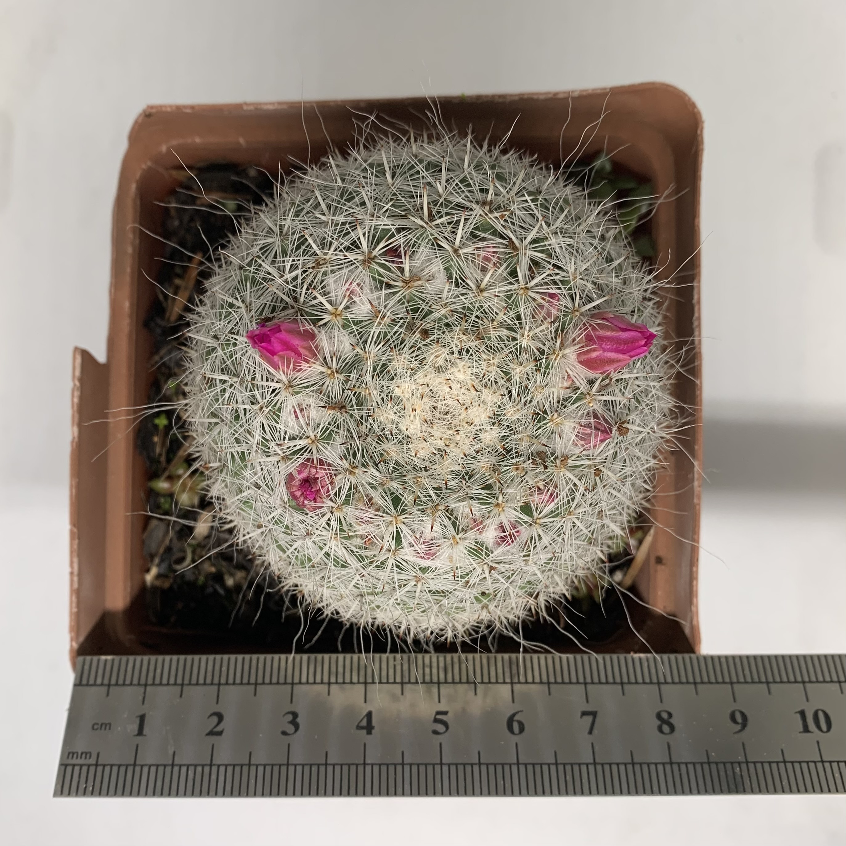 Parodia haselbergii