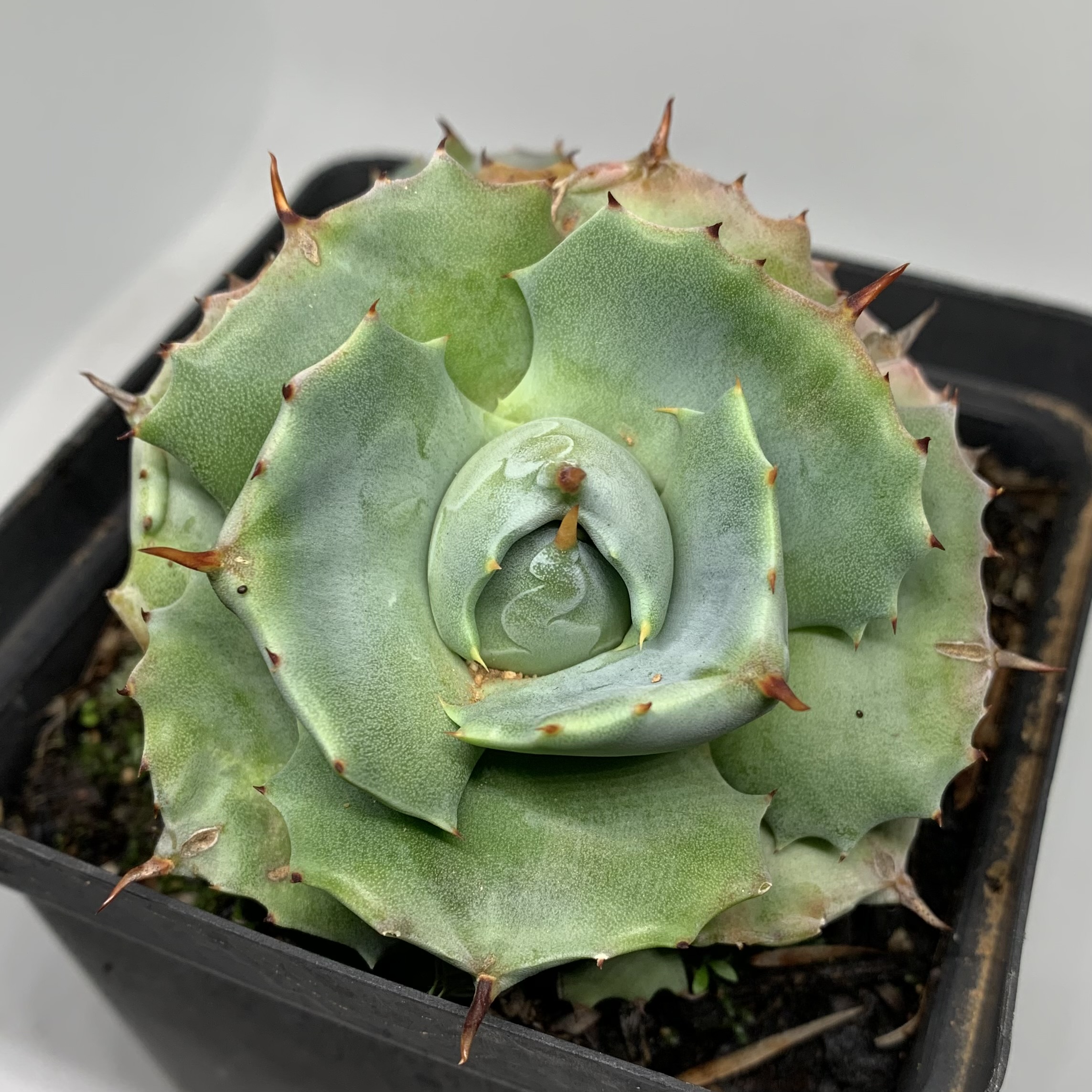 Agave isthmensis