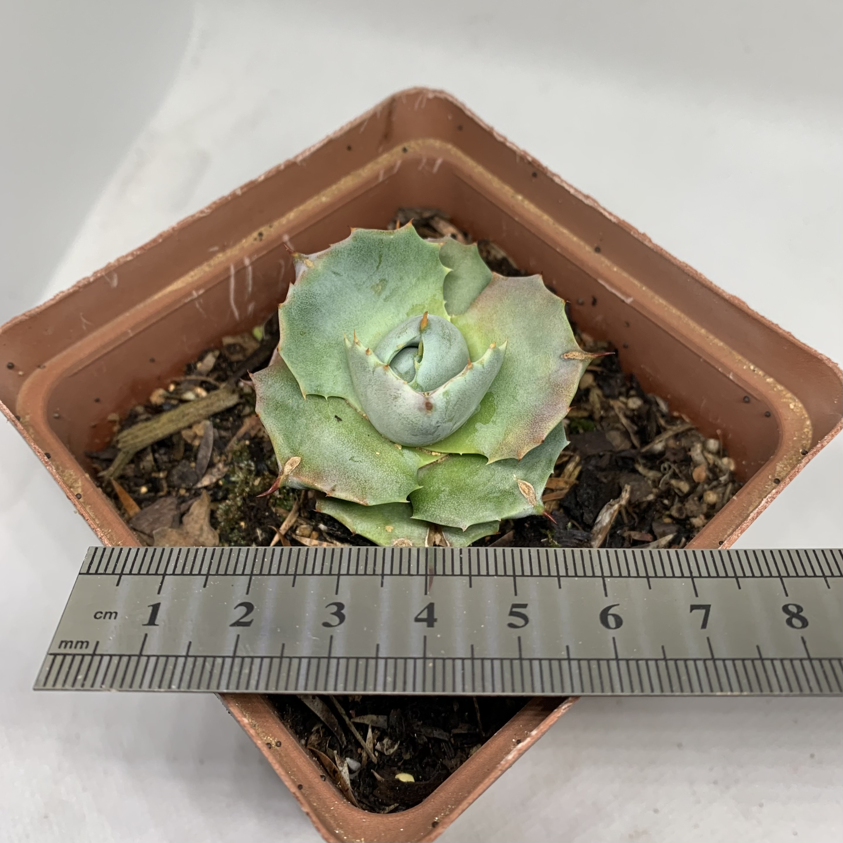 Agave isthmensis