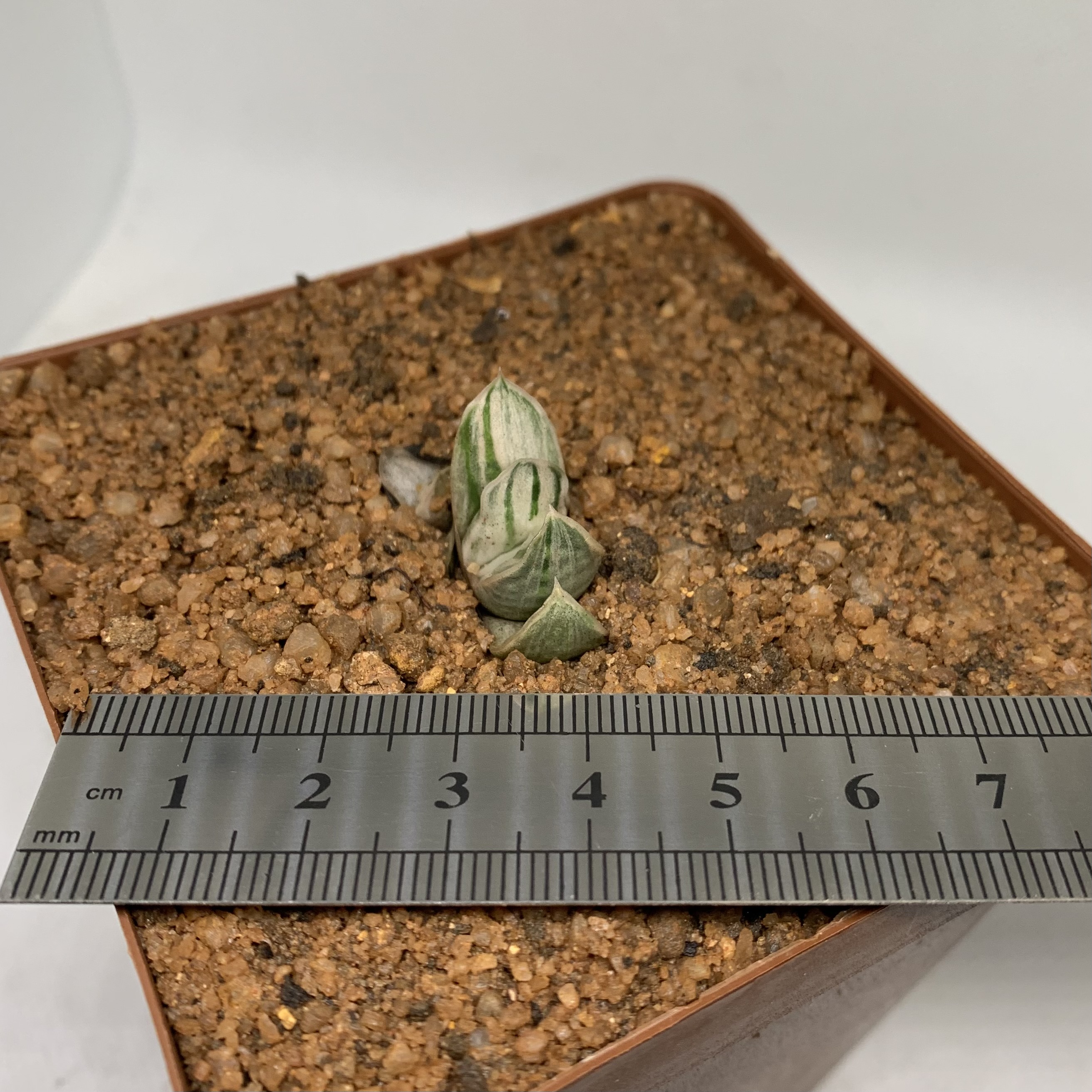 Gasteria cv silver fuji variegated