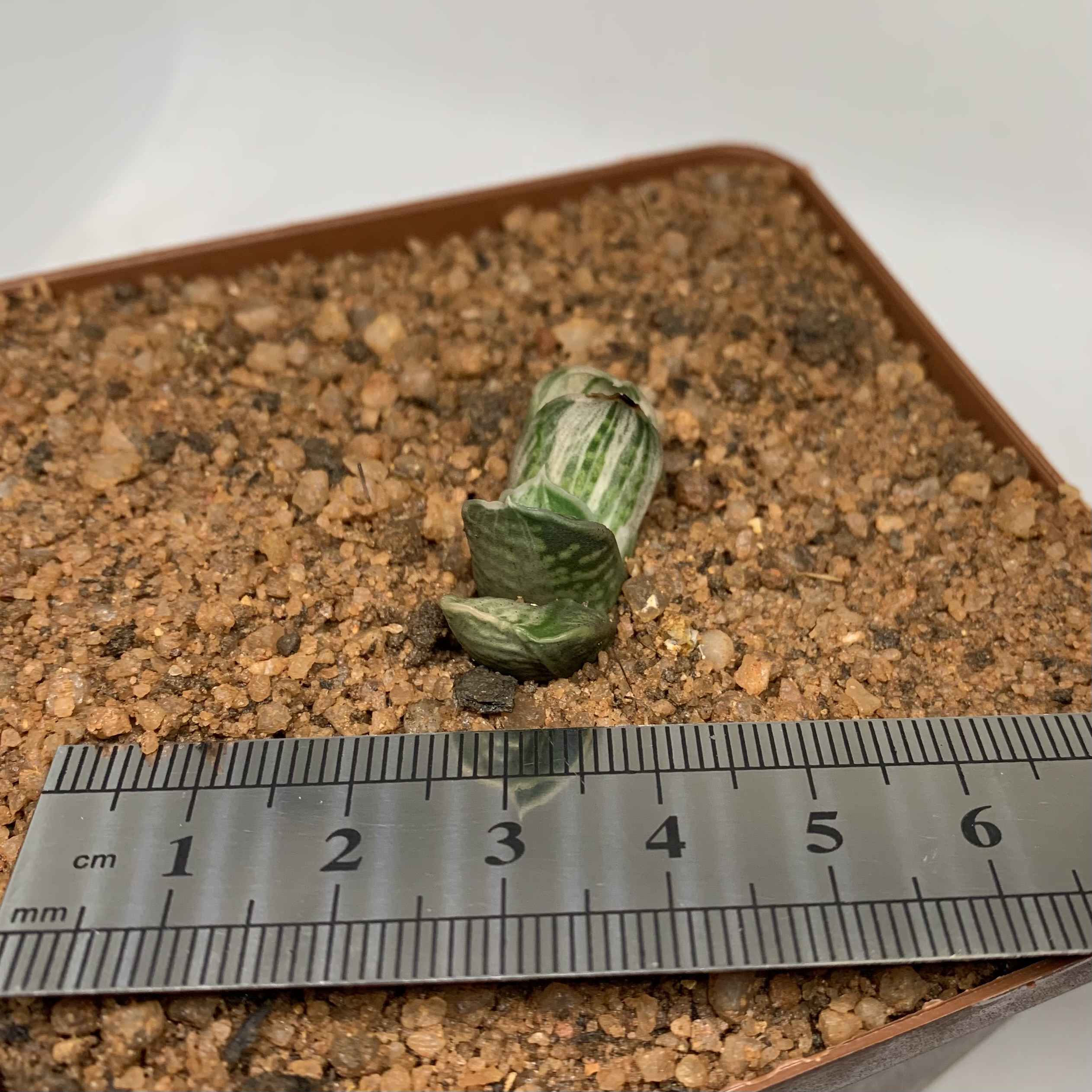 Gasteria cv silver fuji variegated