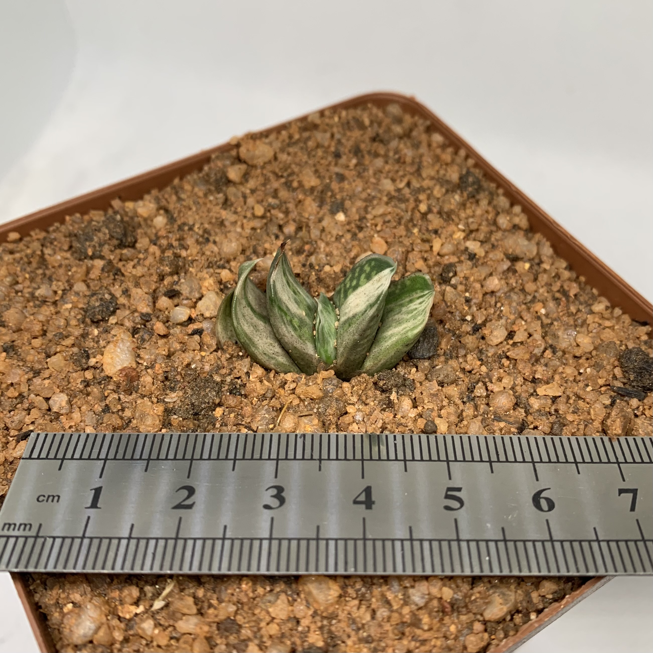 Gasteria cv silver fuji variegated