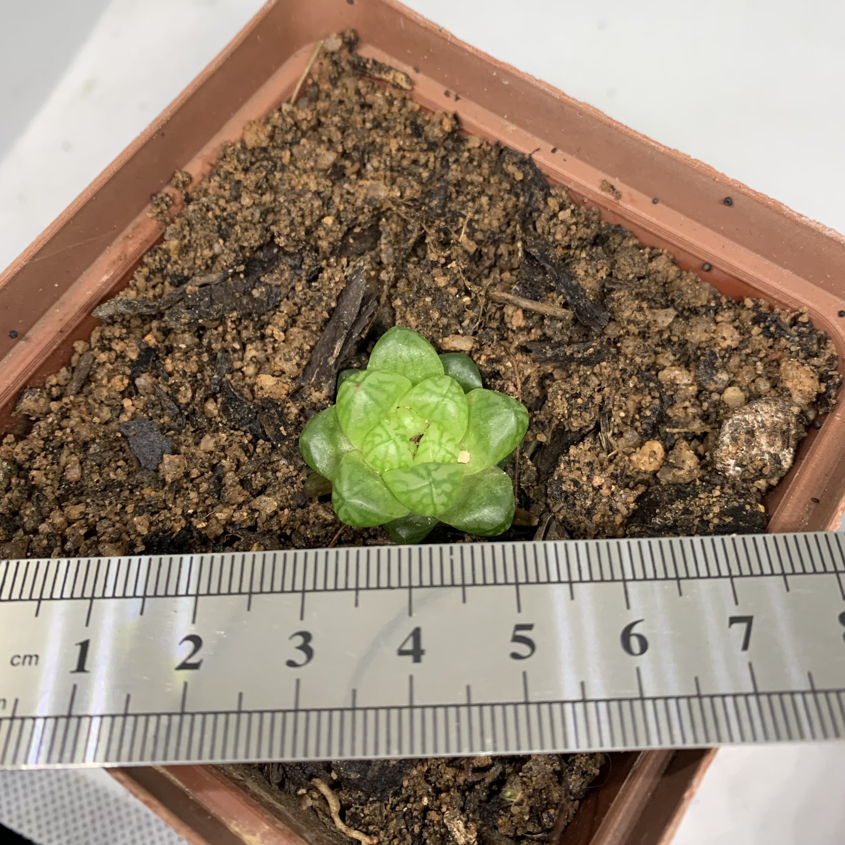 Haworthia Obtusa