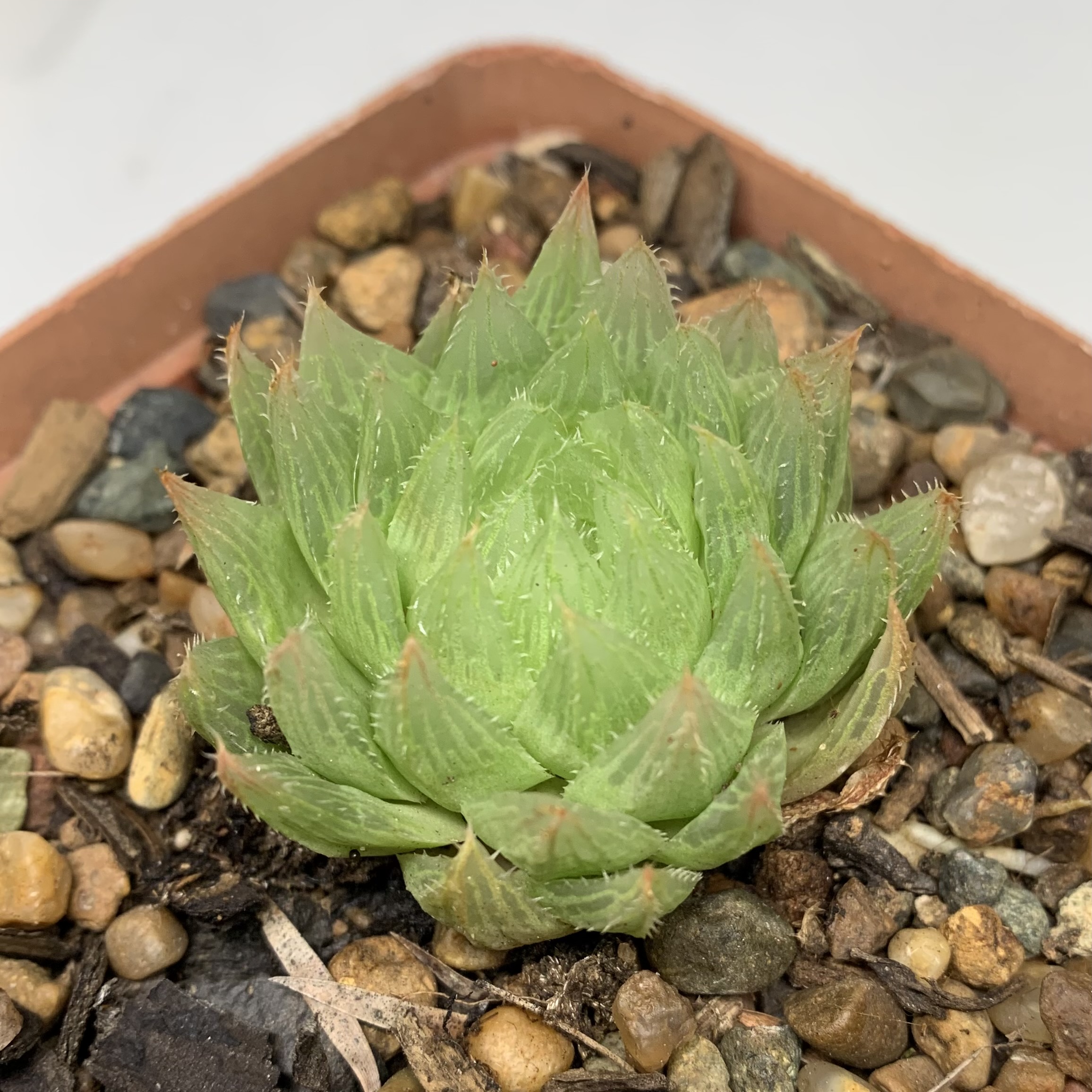 Haworthia Mucronata