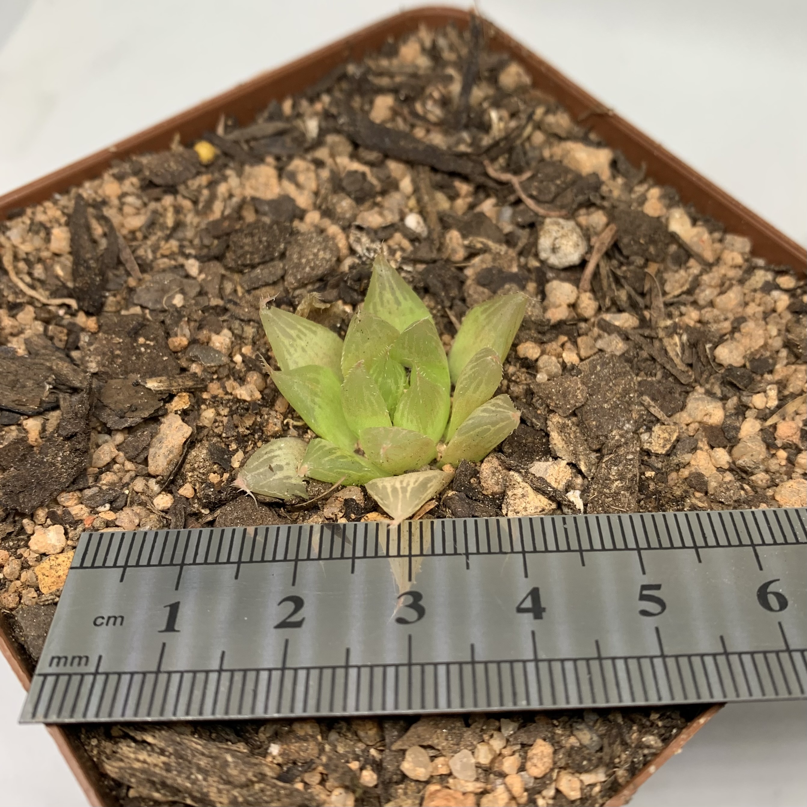 Haworthia Mucronata