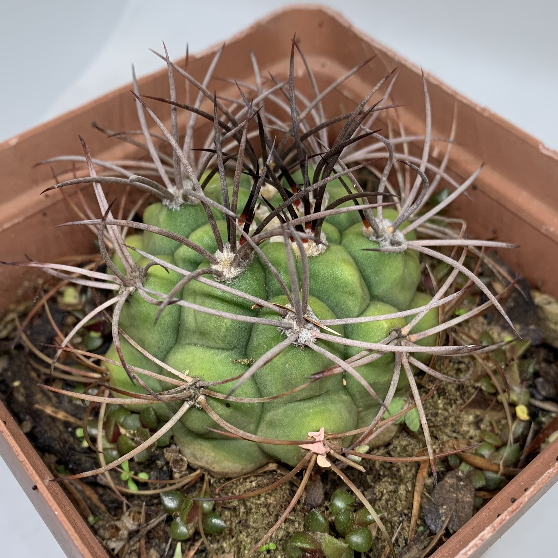 Gymnocalycium saglionis