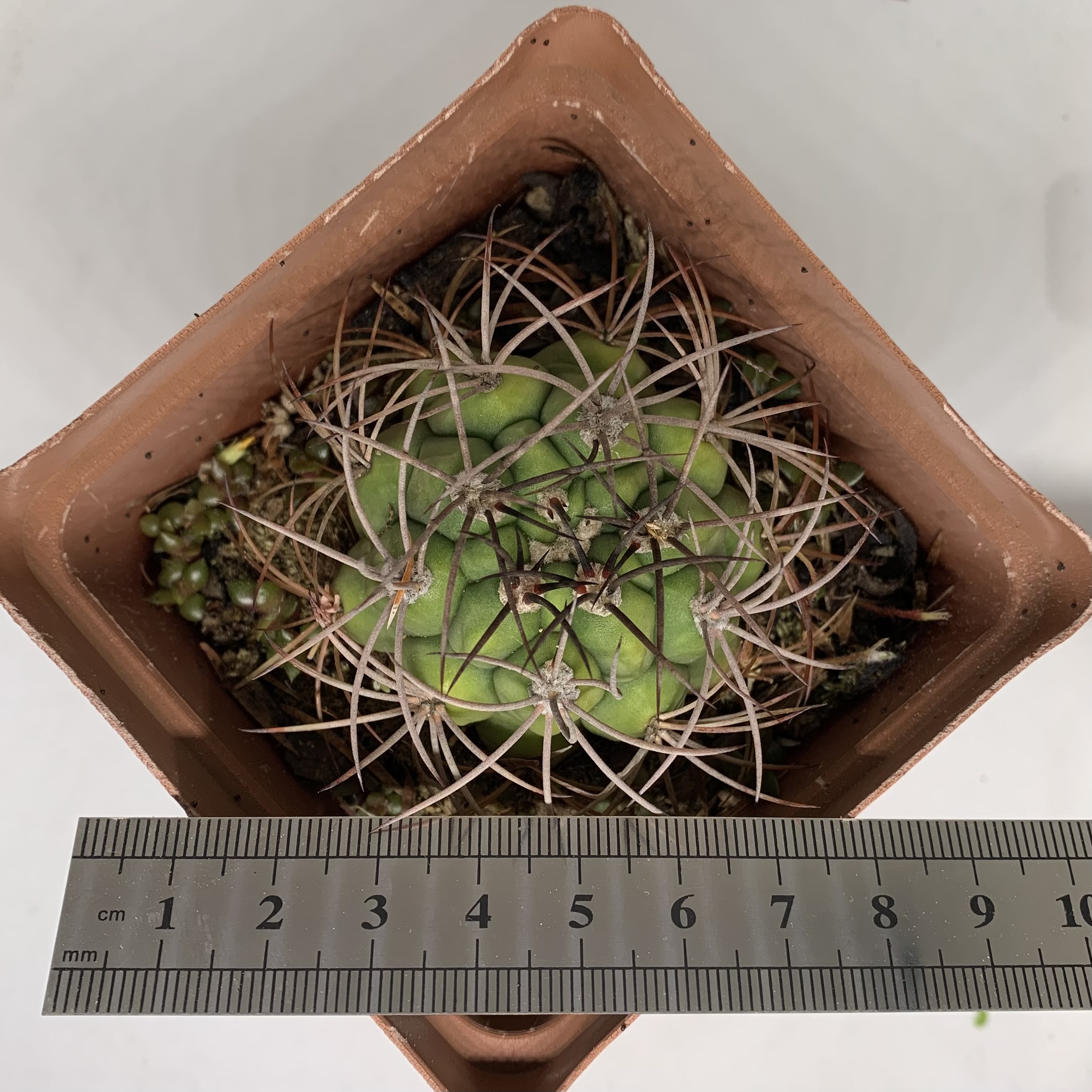 Gymnocalycium saglionis