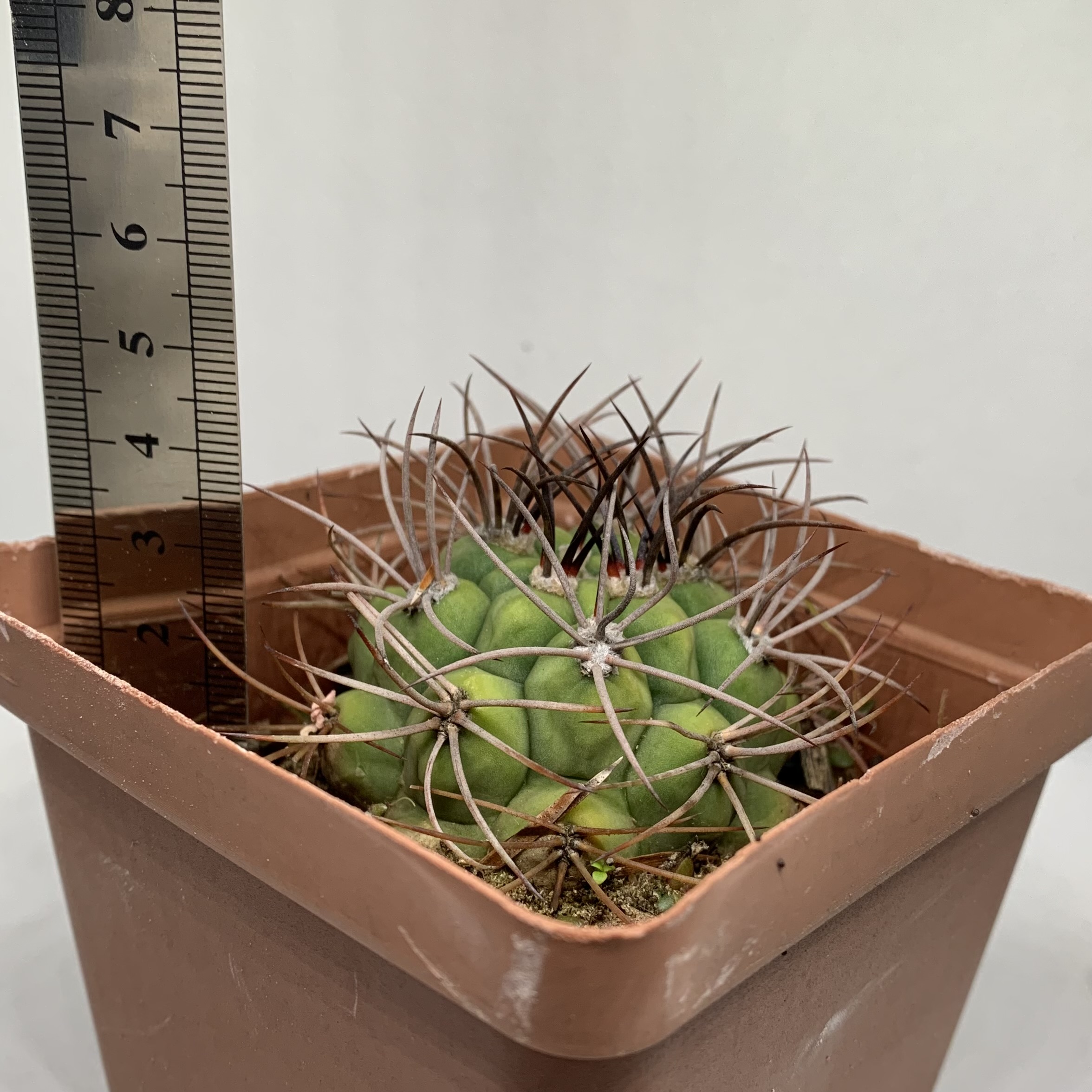 Gymnocalycium saglionis