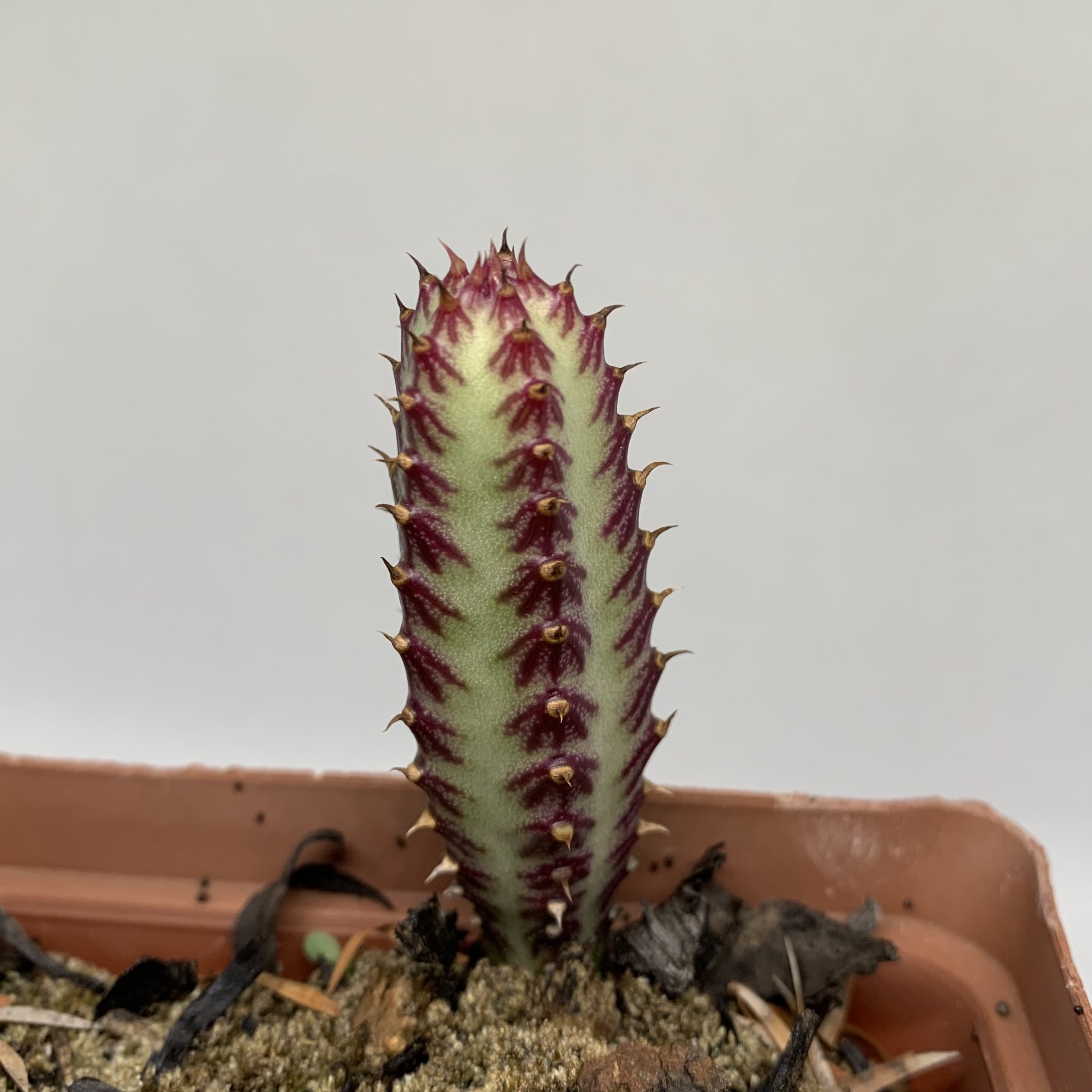 Senecio Stapeliiformis