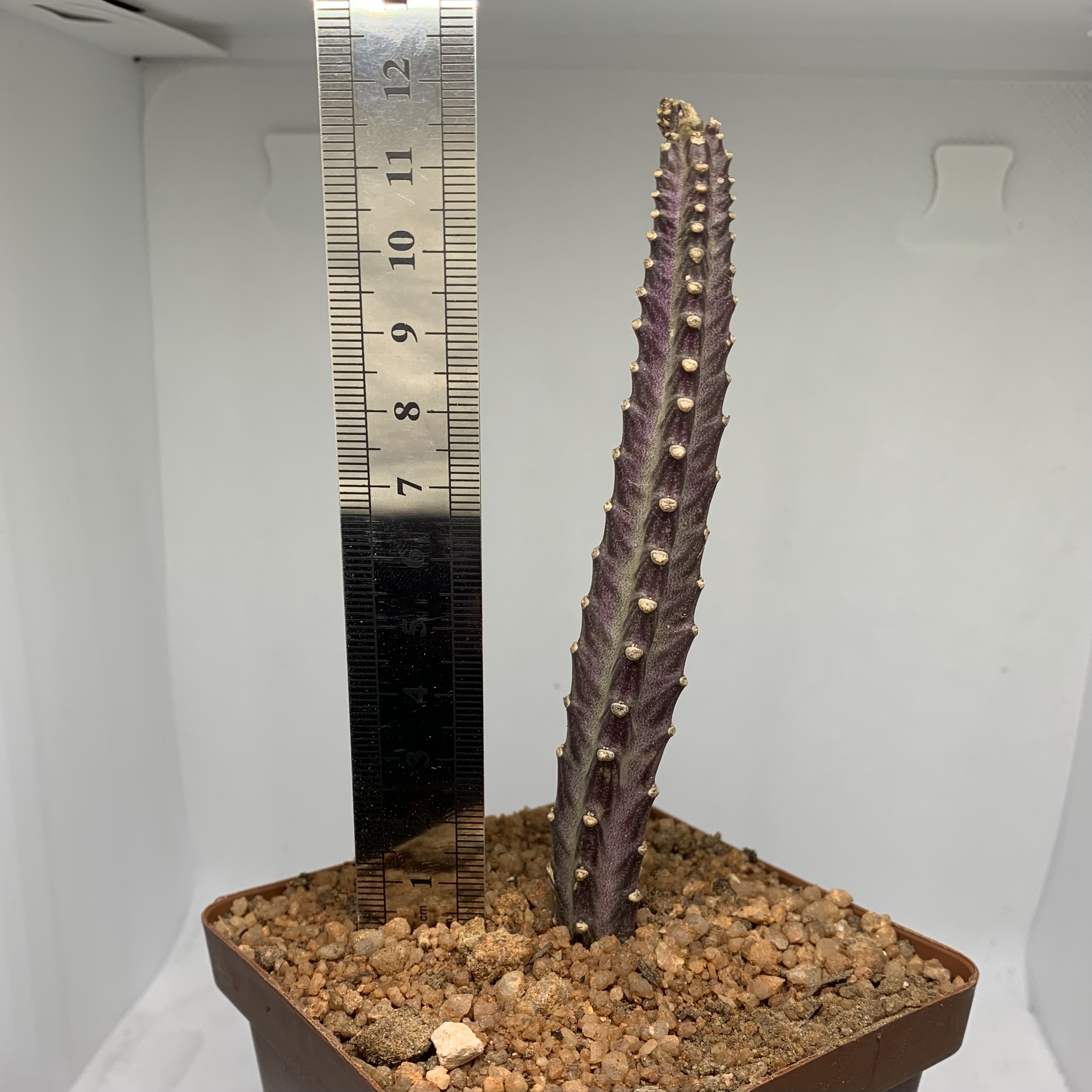 Senecio Stapeliiformis
