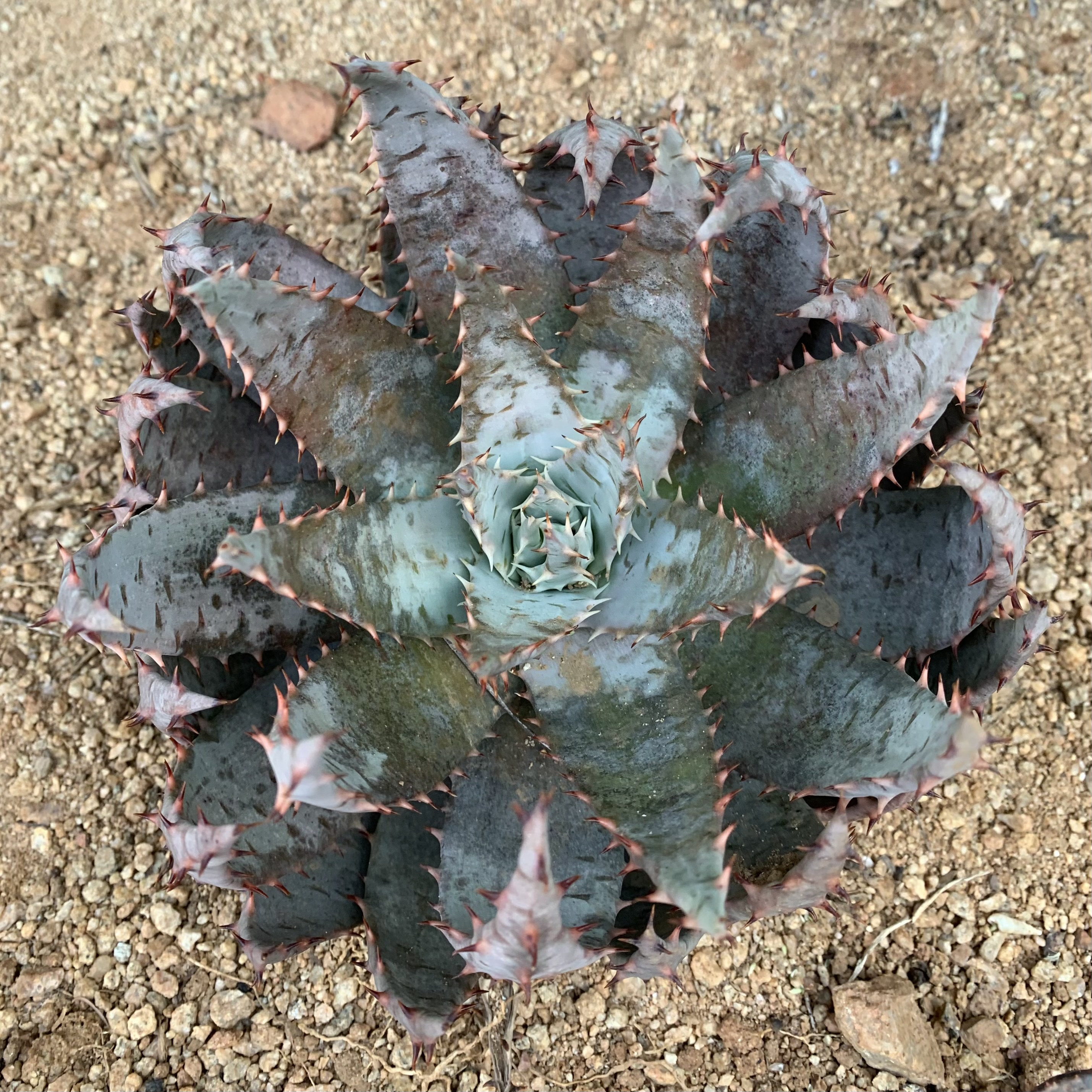 Aloe peglerae